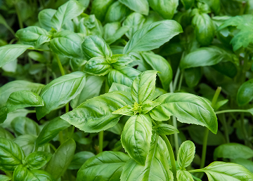 Basil