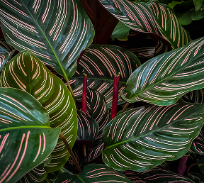 Calathea