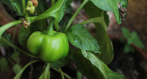 Capsicum