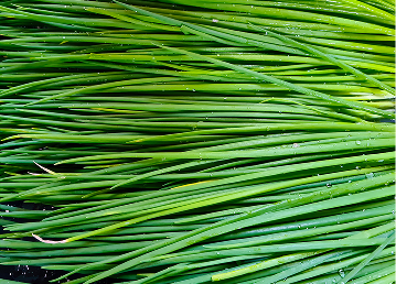 Chives