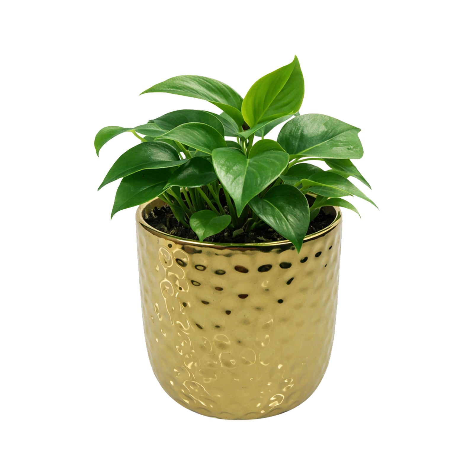 Eden 11.5cm gold ceramic hammered pot for indoor plants and decorative styling