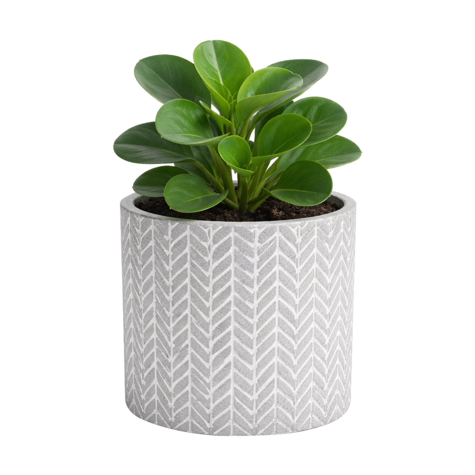 Eden 11.5cm grey chevron indoor concrete planter for small plants and décor