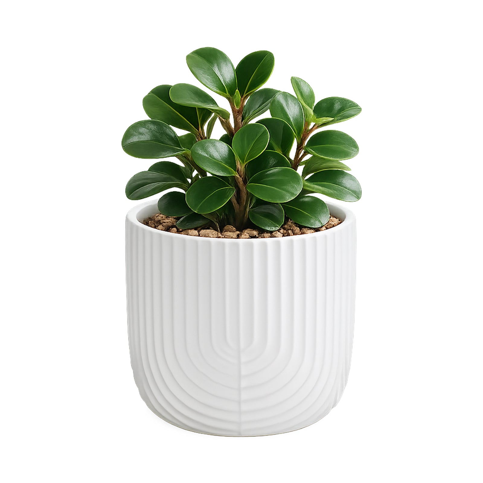 Eden off-white rainbow ceramic indoor planter for small houseplants