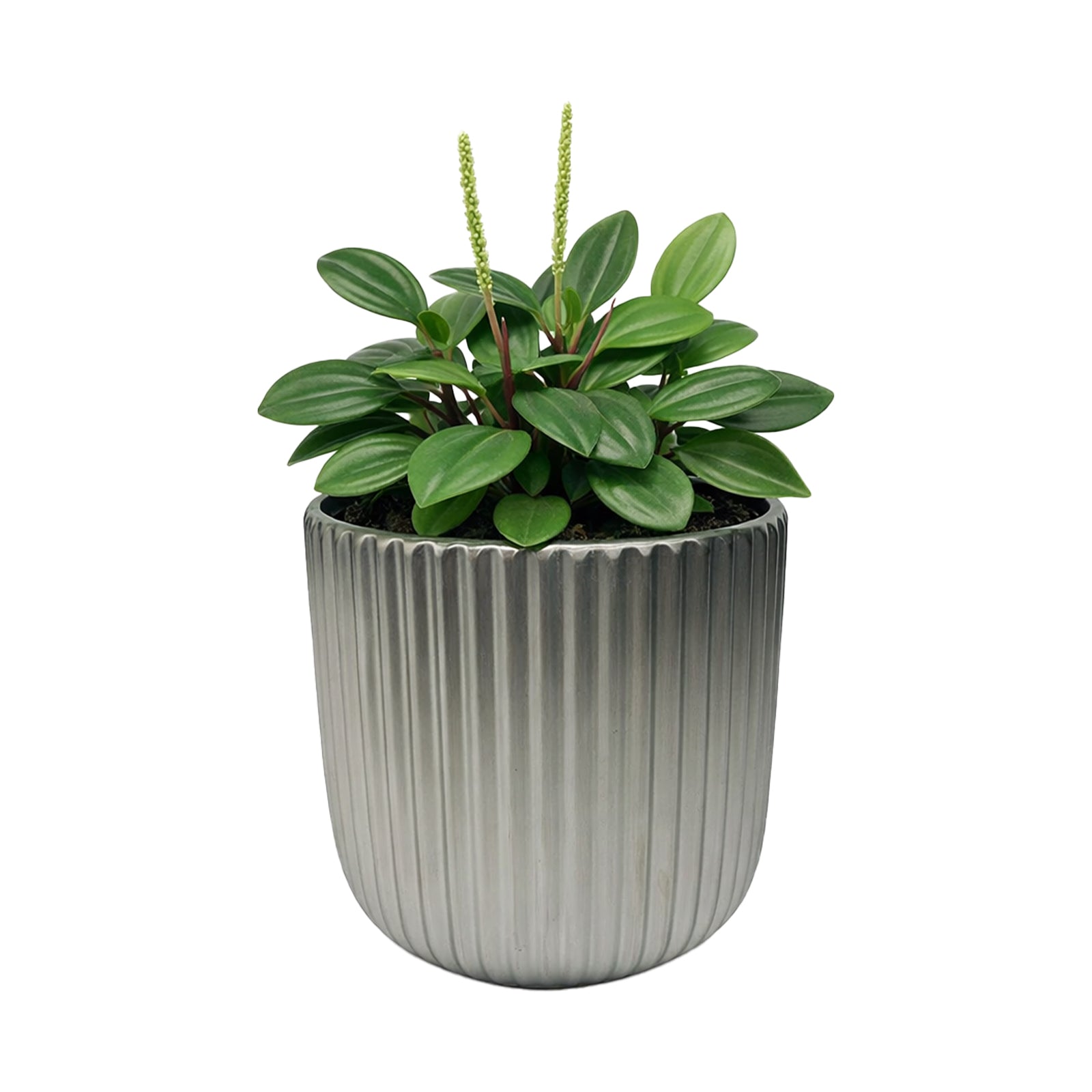 Eden 12cm silver ceramic fluted pot for small indoor plants and decorative styling