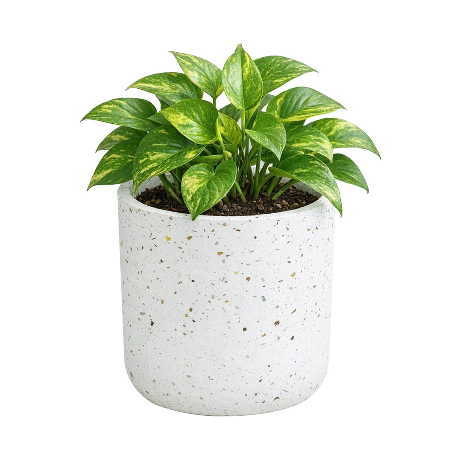 Eden 12cm white terrazzo indoor concrete planter for small plants and modern décor