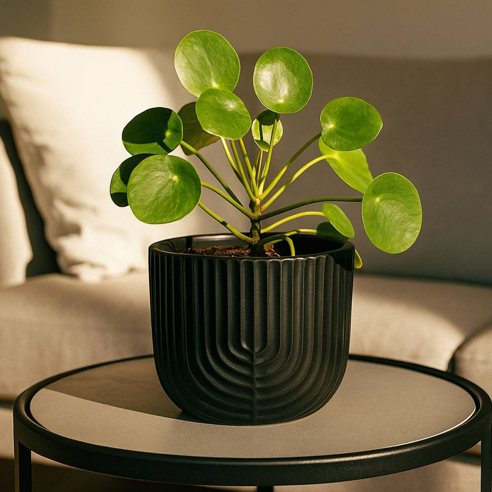 Eden 14.5cm black ceramic rainbow pot ideal for indoor plants and contemporary styling