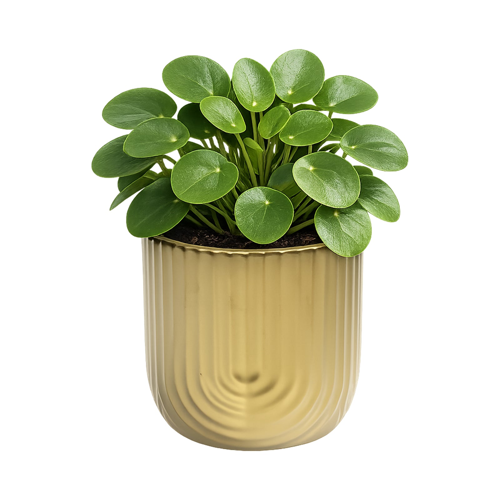 Eden 14.5cm gold rainbow indoor ceramic planter for stylish plant display