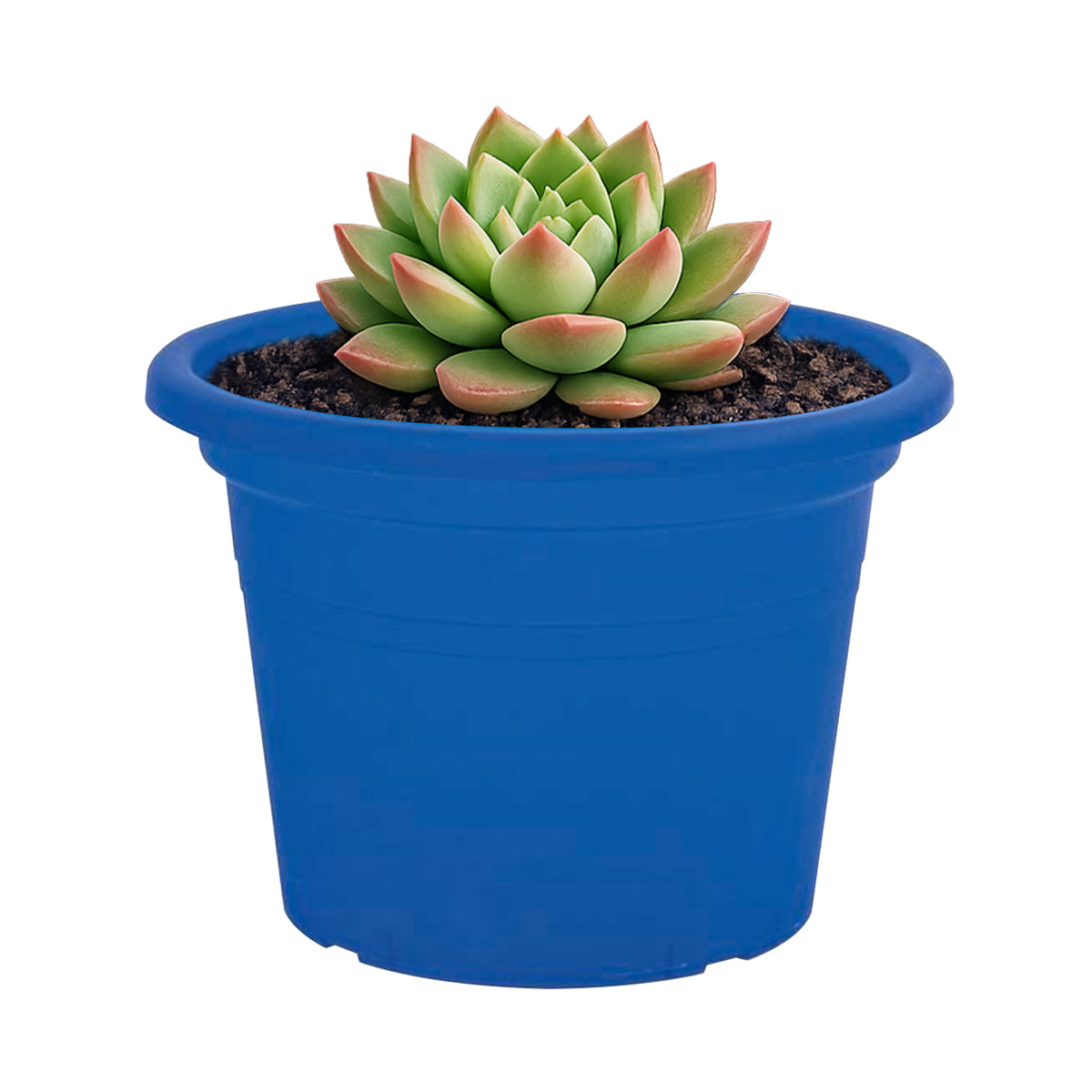 Eden blue transparent round cylinder planter for modern indoor décor