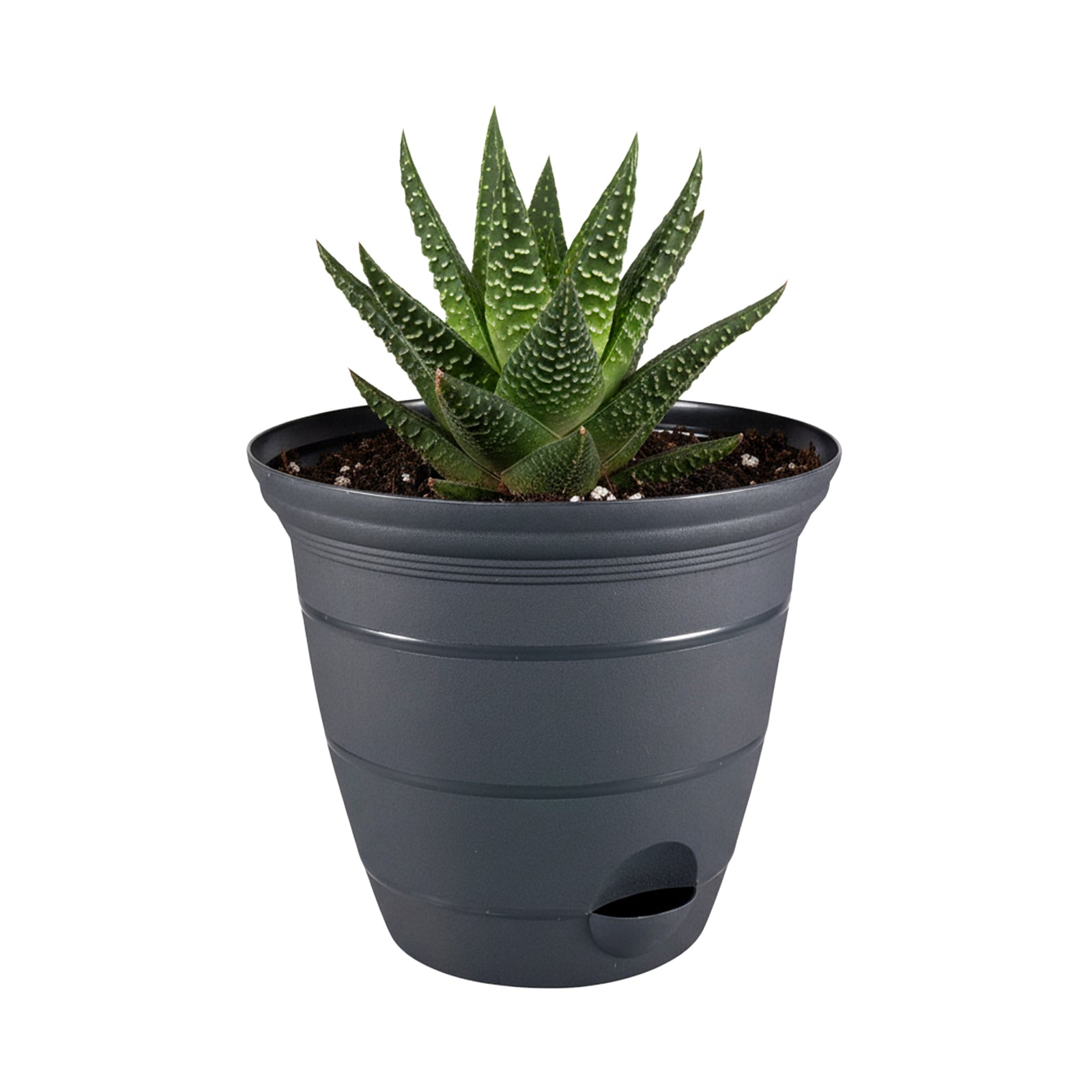 Eden charcoal Roman self-watering planter for low-maintenance indoor plants