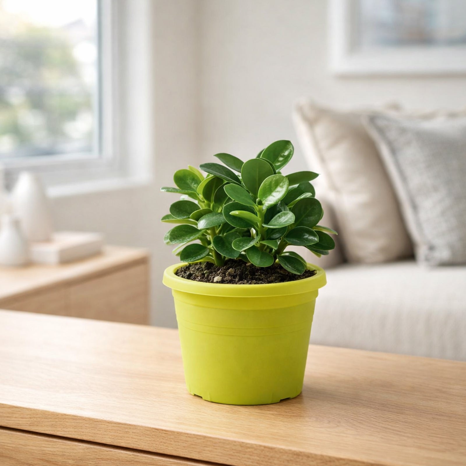 Eden 15cm Green Transparent Round Cylinder Plastic Pot
