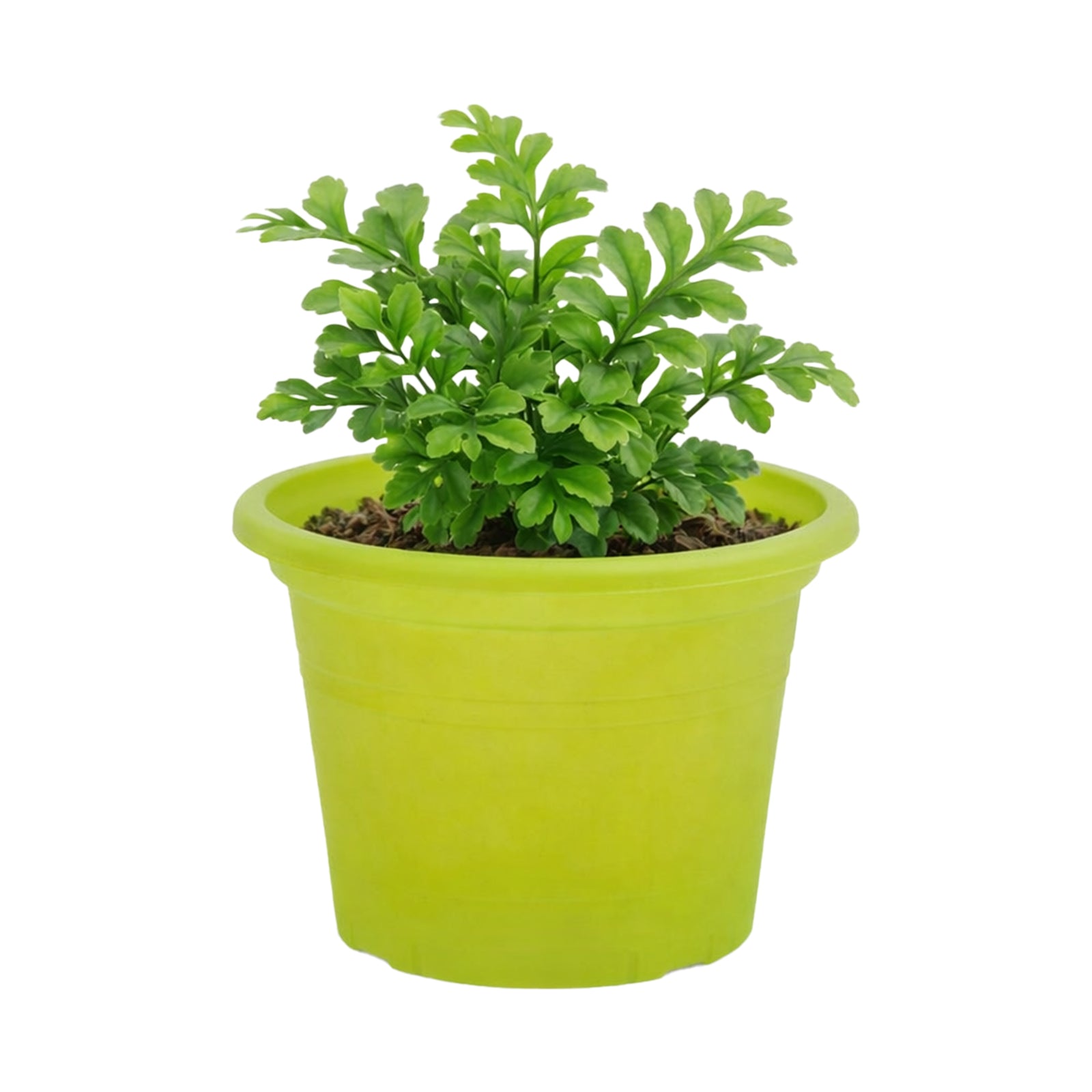 Eden green transparent cylinder plastic pot for herbs and indoor plants