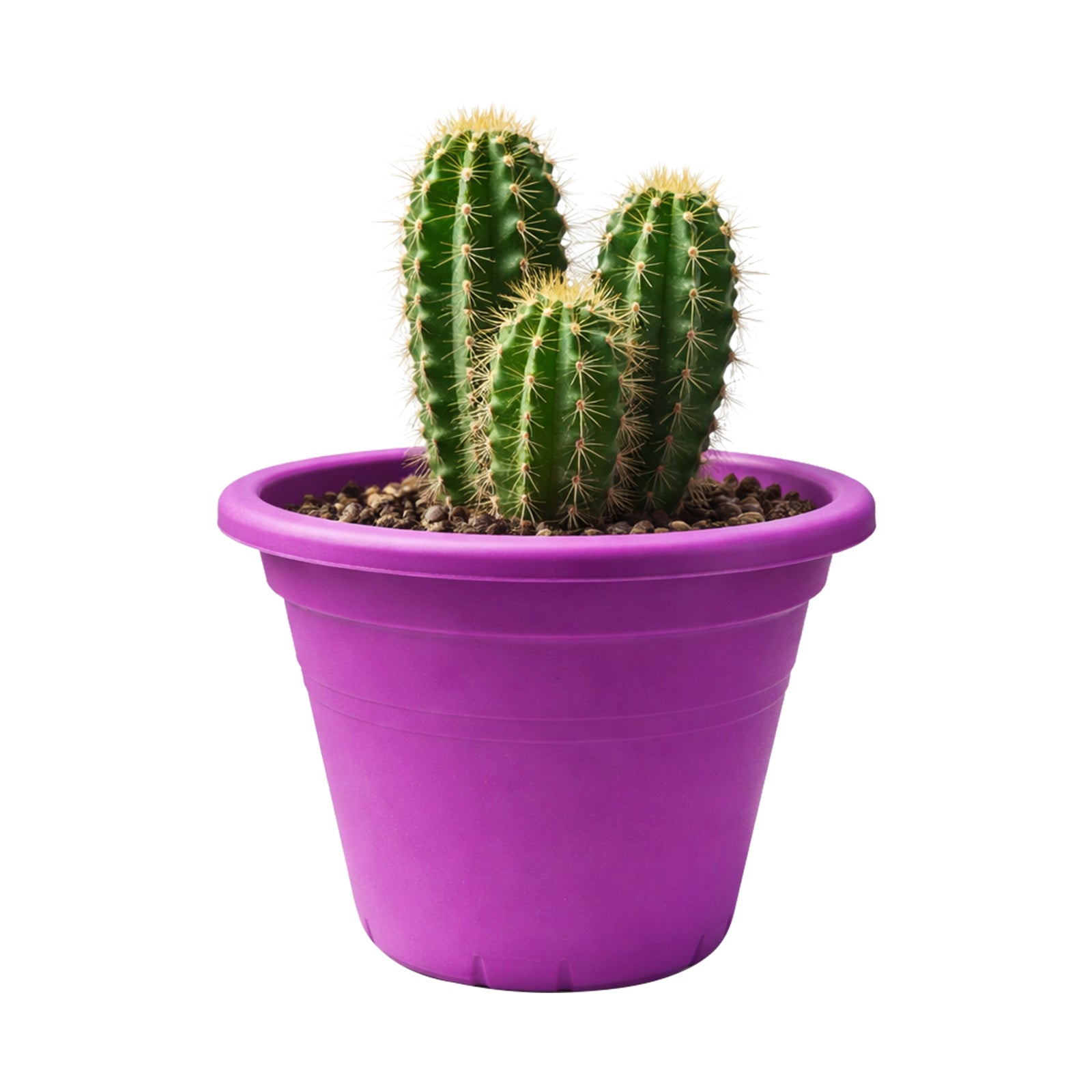 Eden purple transparent round cylinder planter for decorative indoor plants