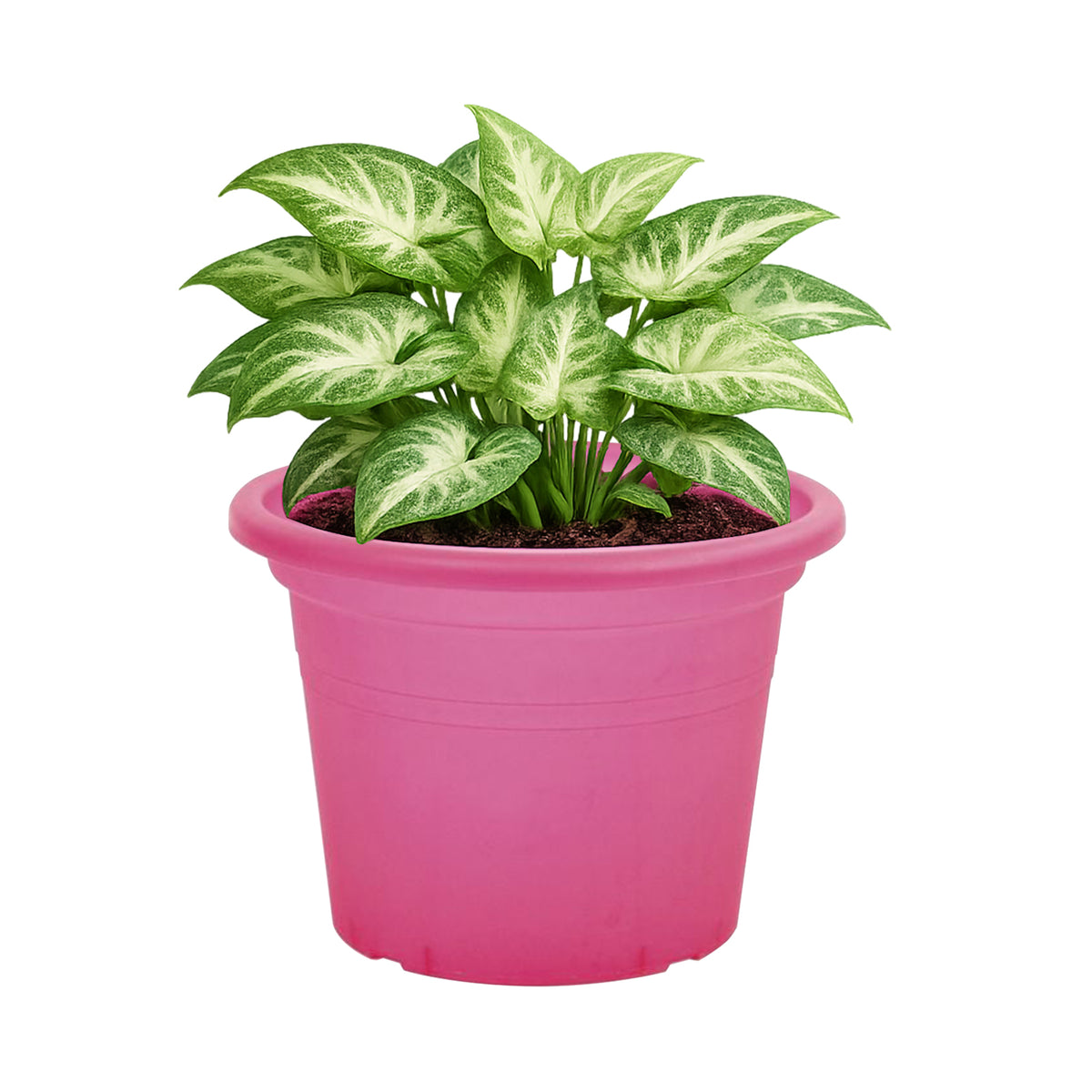 Eden red transparent cylinder plastic pot for vibrant indoor plant display
