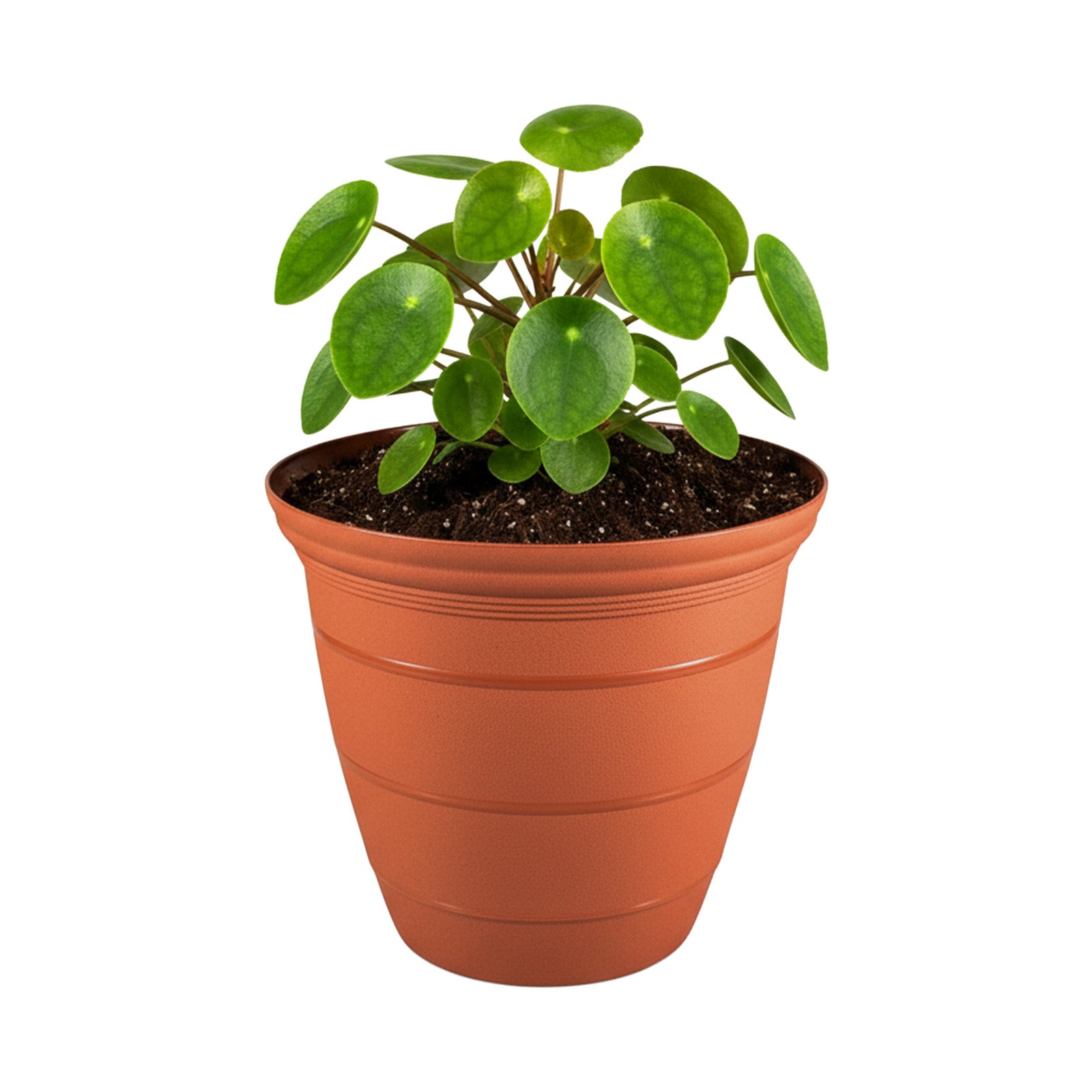 Eden terracotta Roman self-watering planter for classic indoor plant décor