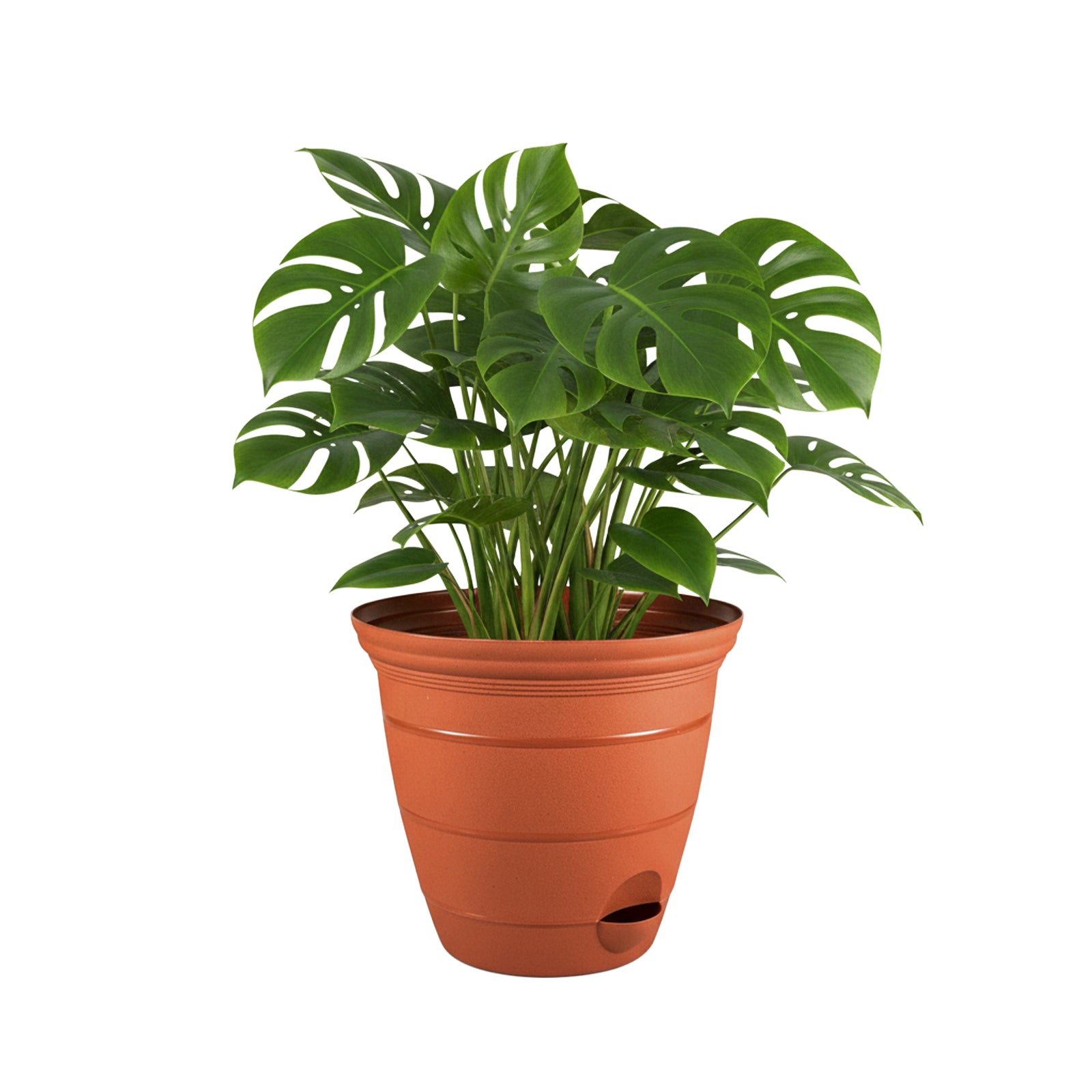 Eden terracotta Roman self-watering planter for medium garden plants