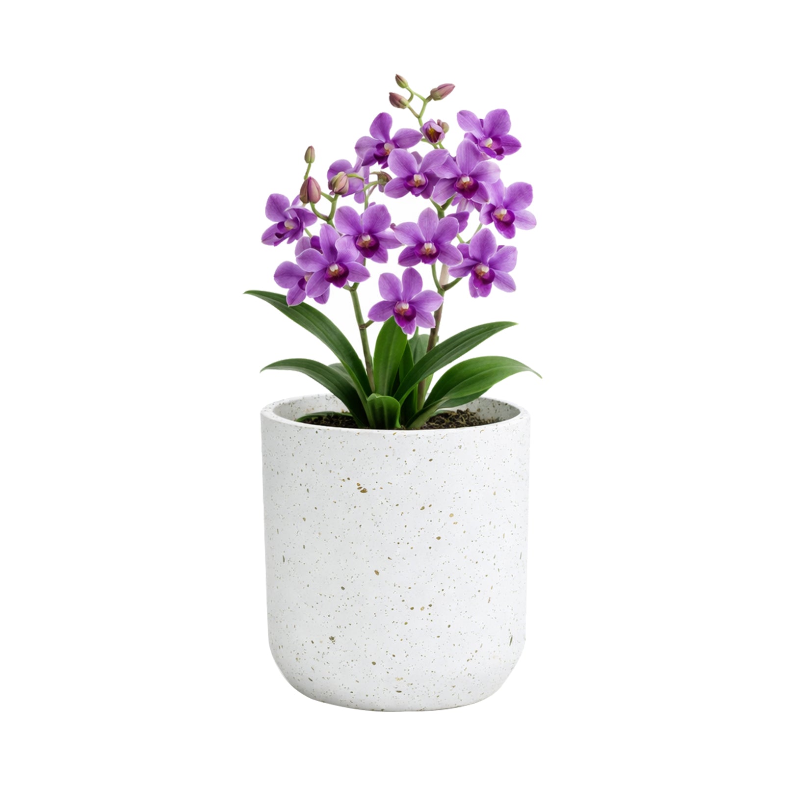Eden 15cm white terrazzo indoor concrete planter suitable for indoor plants and décor