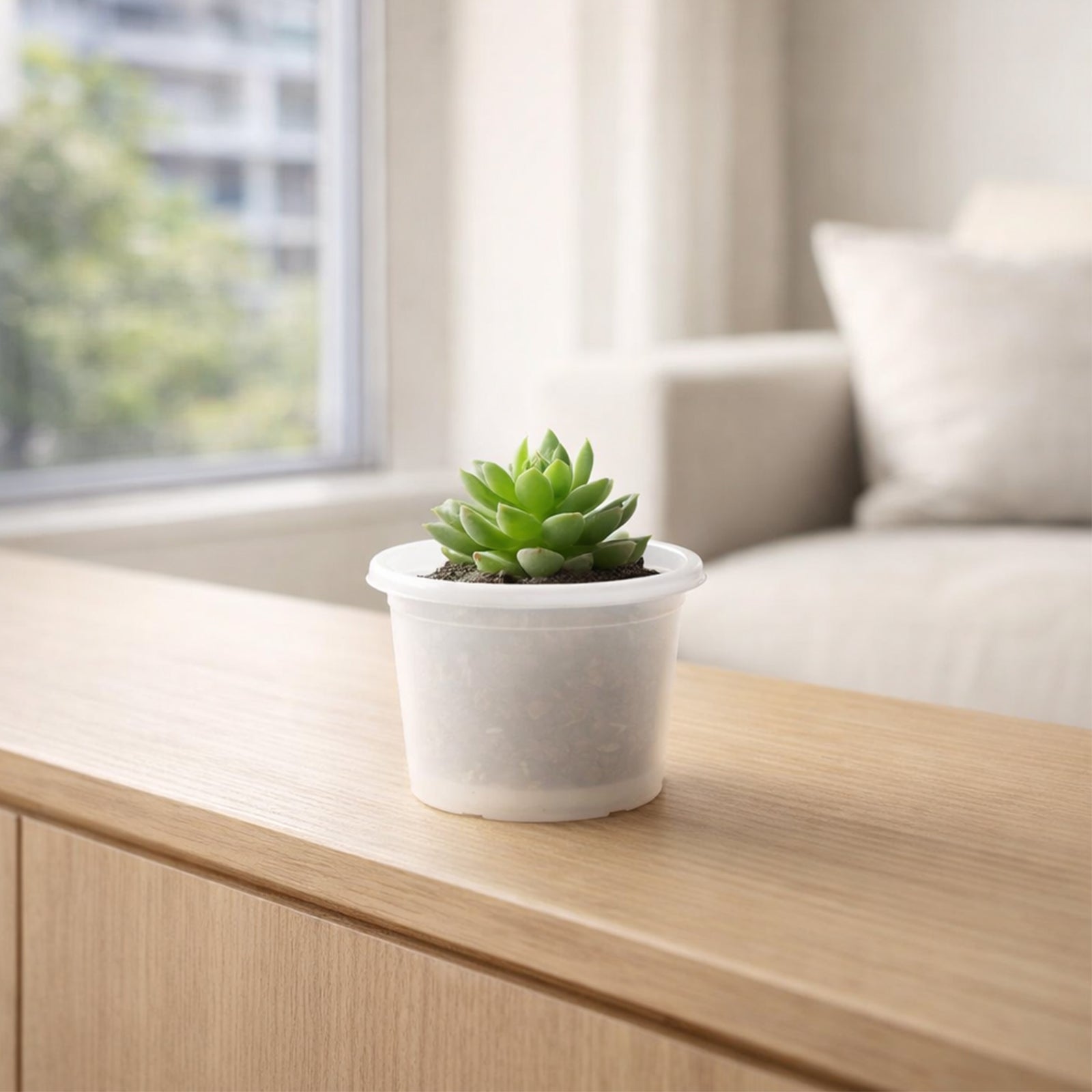 Eden white transparent round cylinder planter for clean modern interiors