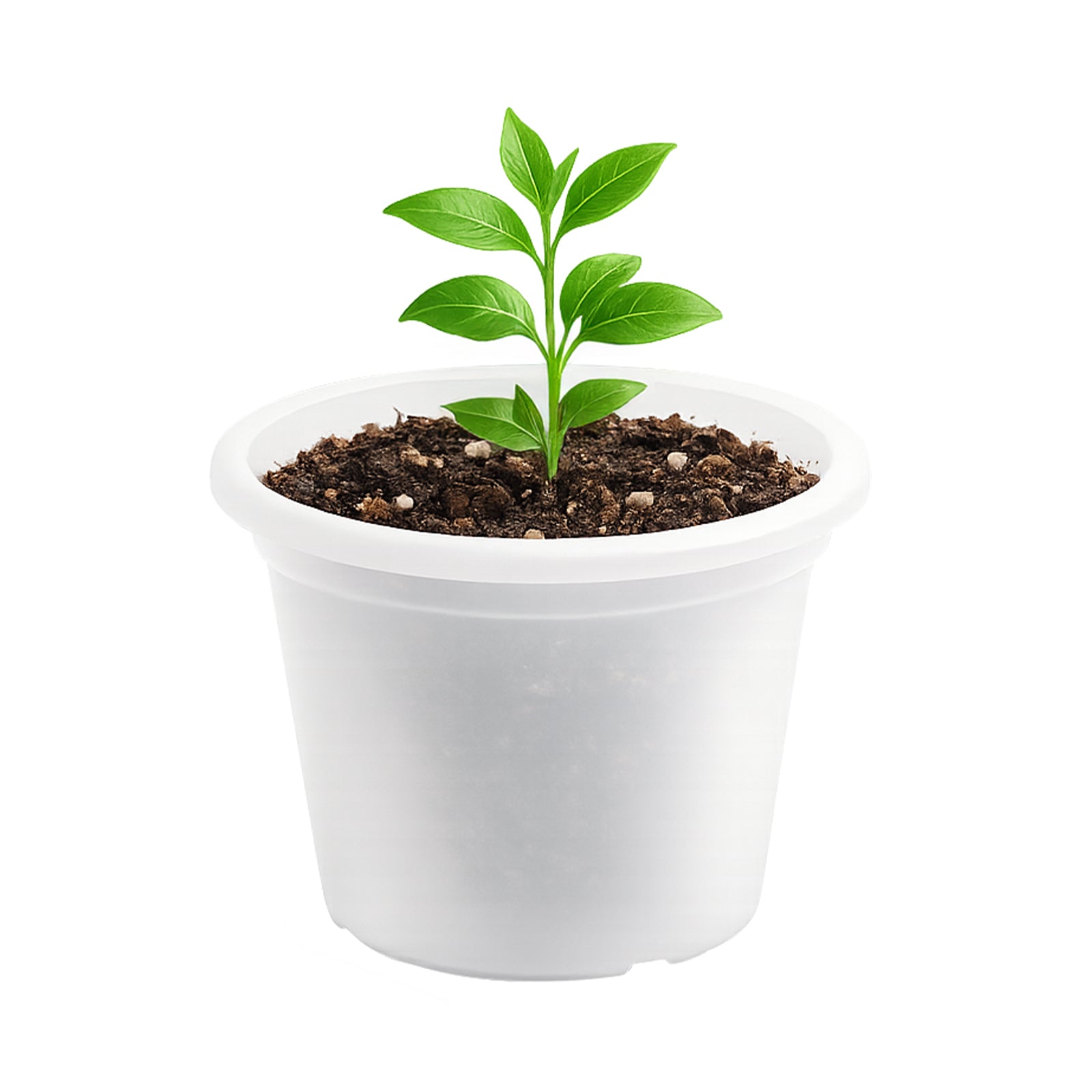 Eden white transparent round cylinder planter for clean modern interiors
