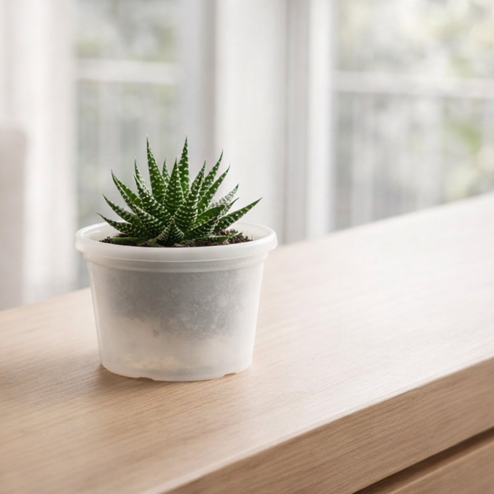 Eden white transparent round cylinder planter for clean modern interiors