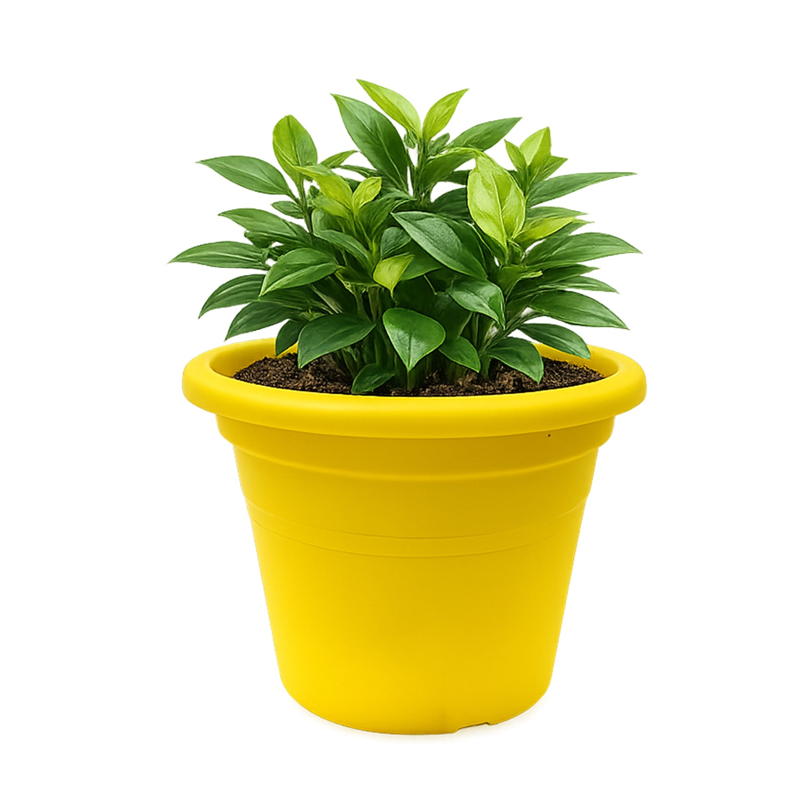 Eden yellow transparent cylinder plastic pot for bright indoor plant styling
