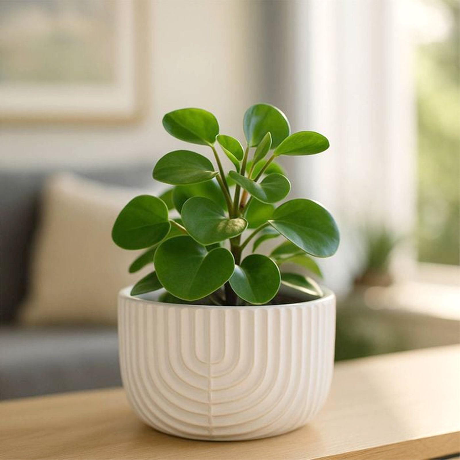 Eden 16cm off white ceramic rainbow low bowl pot for indoor plants and décor