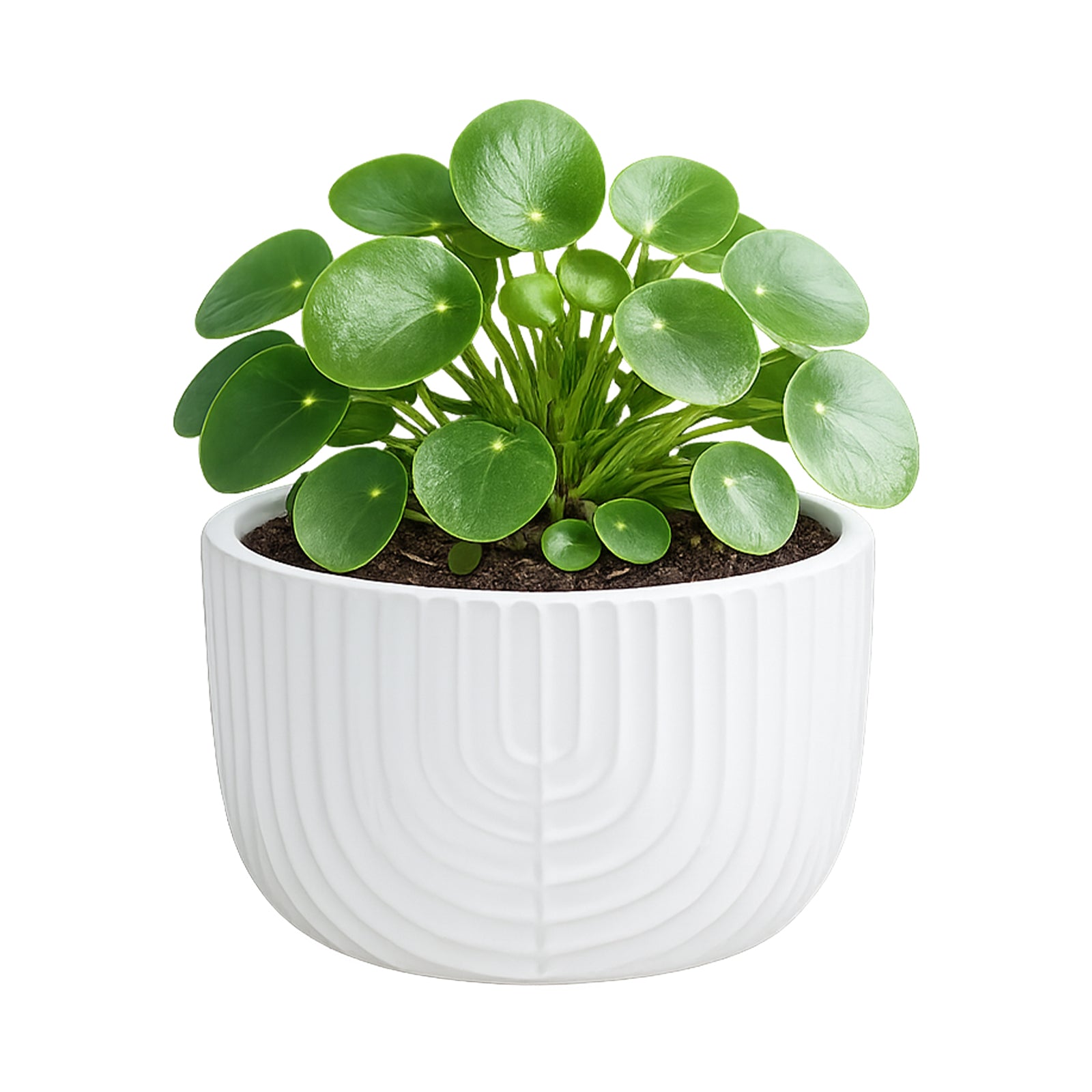 Eden 16cm off white ceramic rainbow low bowl pot for indoor plants and décor