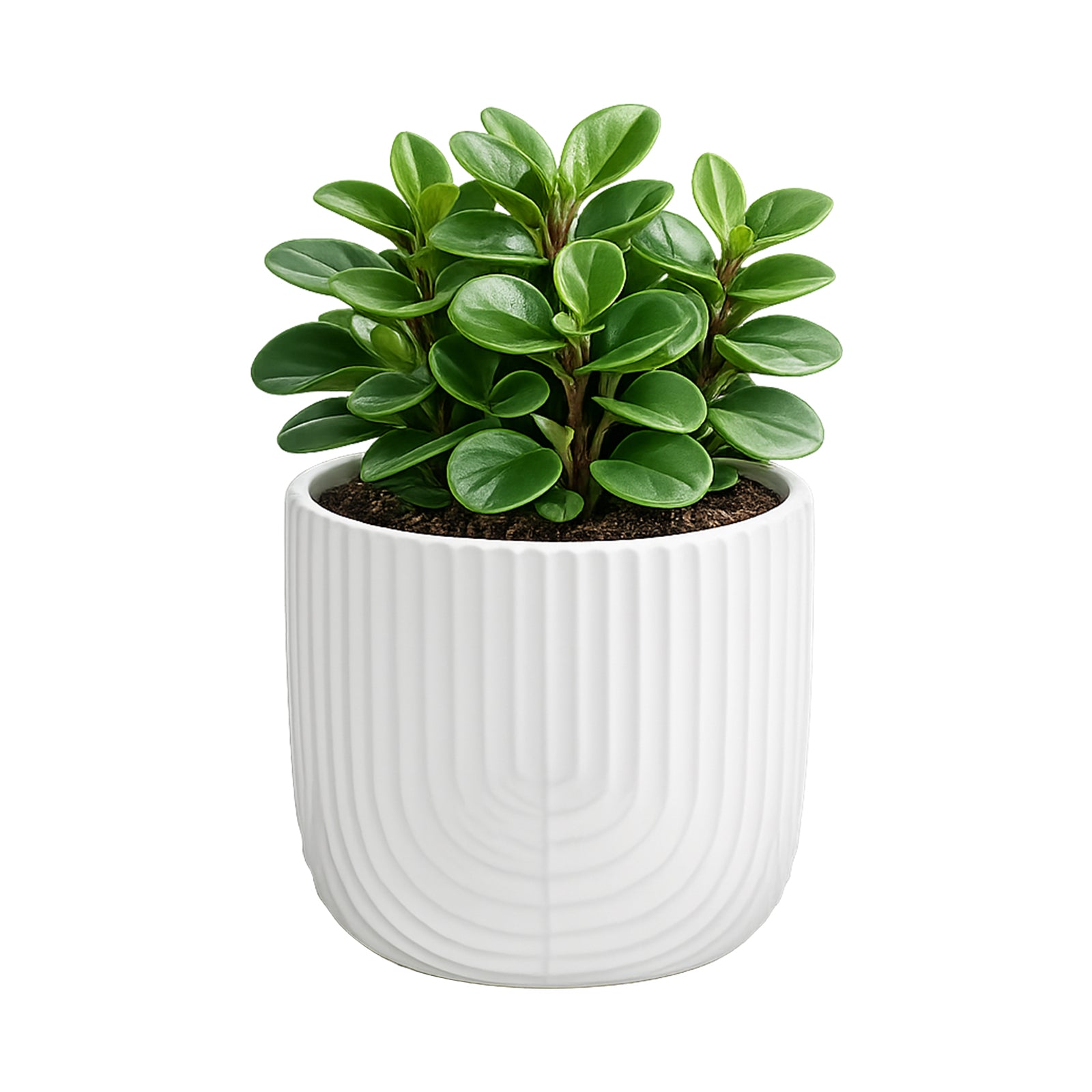Eden 16cm off white rainbow ceramic planter ideal for indoor plants and styling