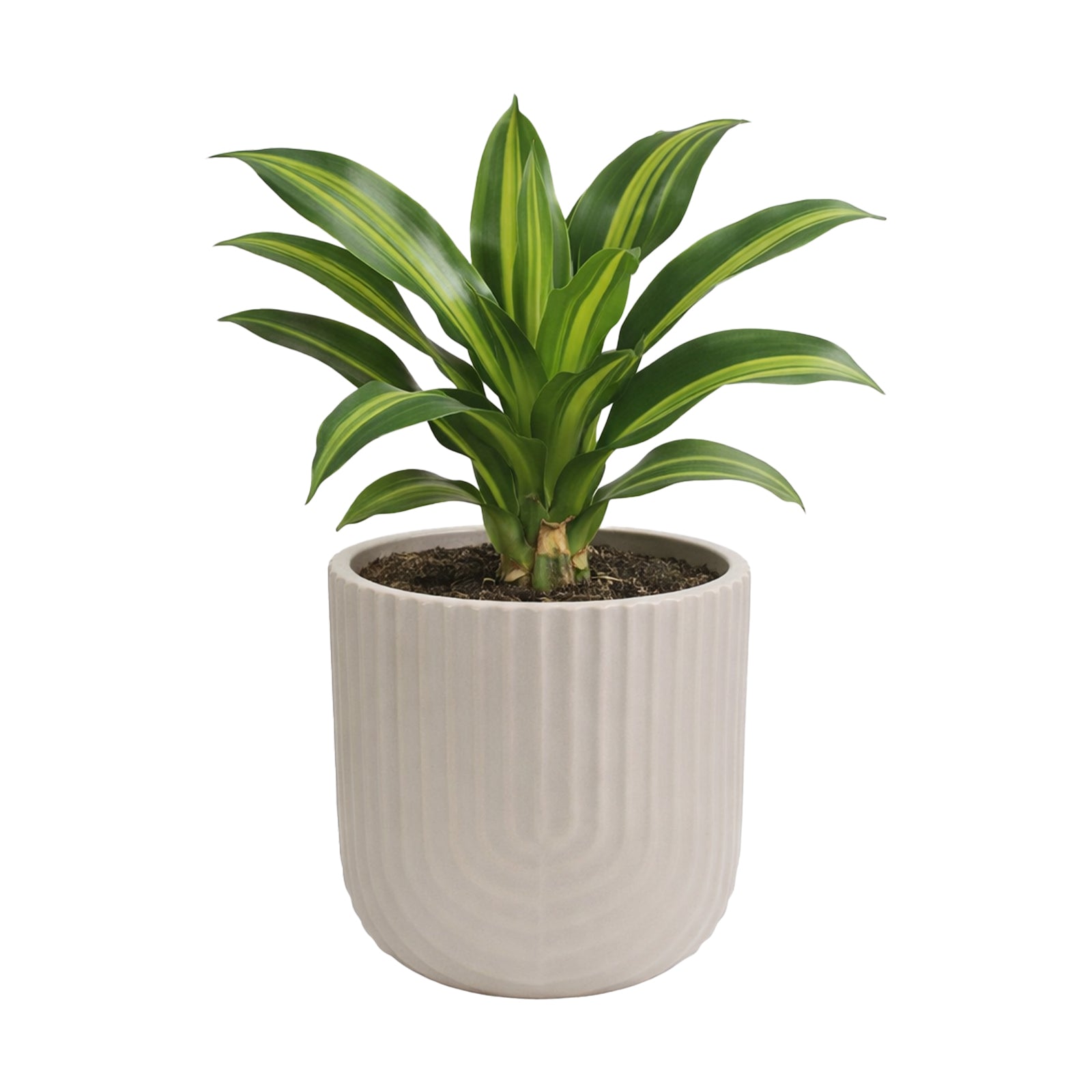 Eden 17cm beige rainbow indoor ceramic planter suitable for medium indoor plants