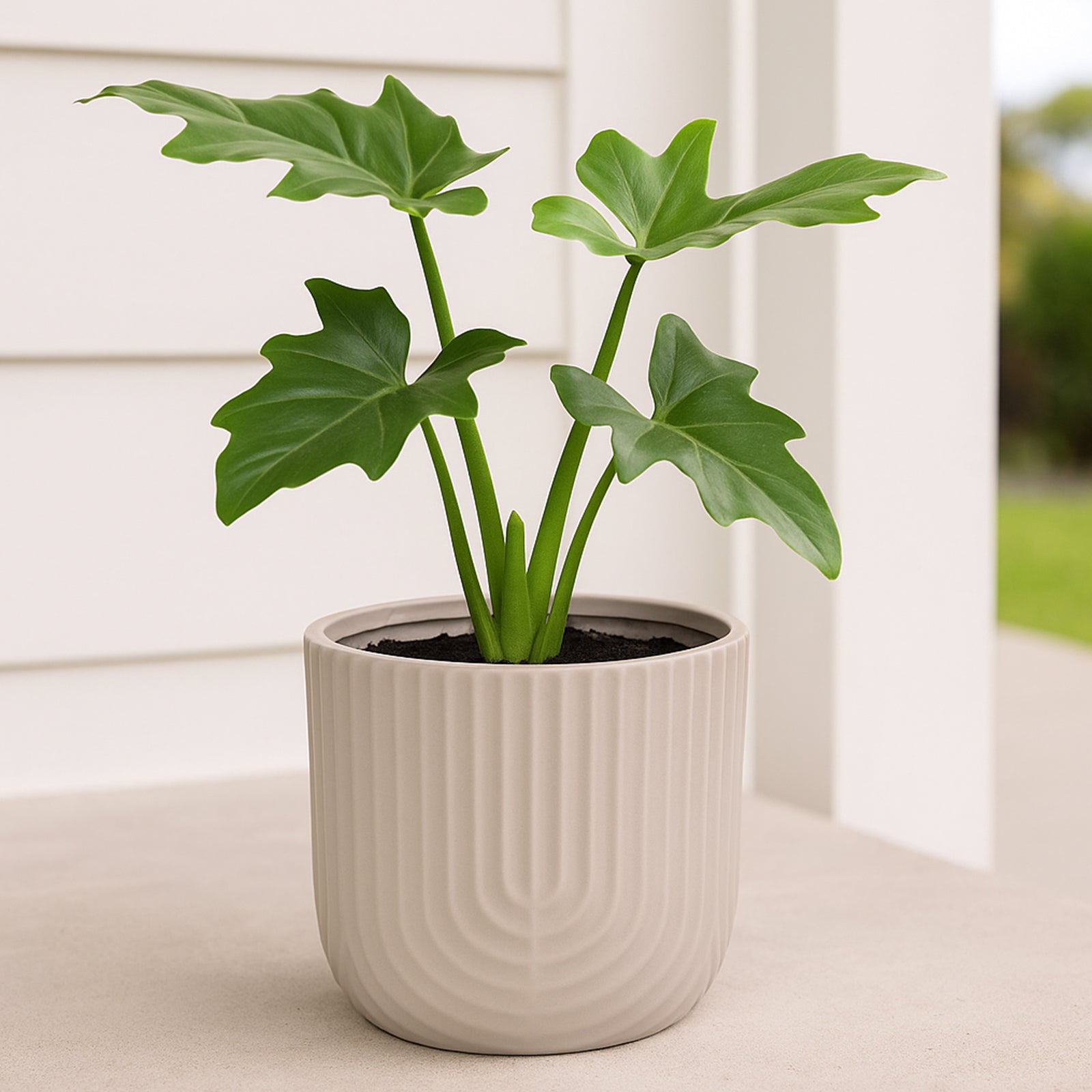 Eden 17cm beige rainbow indoor ceramic planter suitable for medium indoor plants