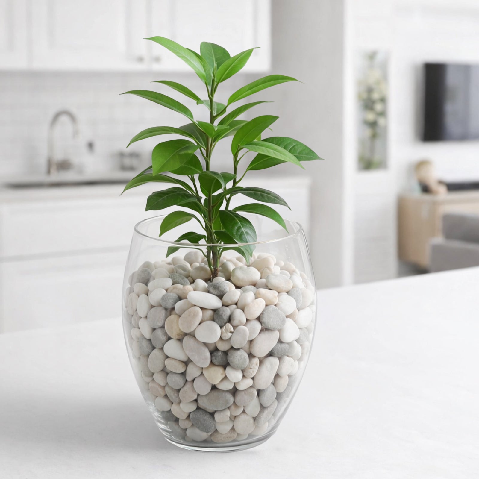 Eden 17cm clear glass bowl planter ideal for indoor plants, succulents and decorative home styling