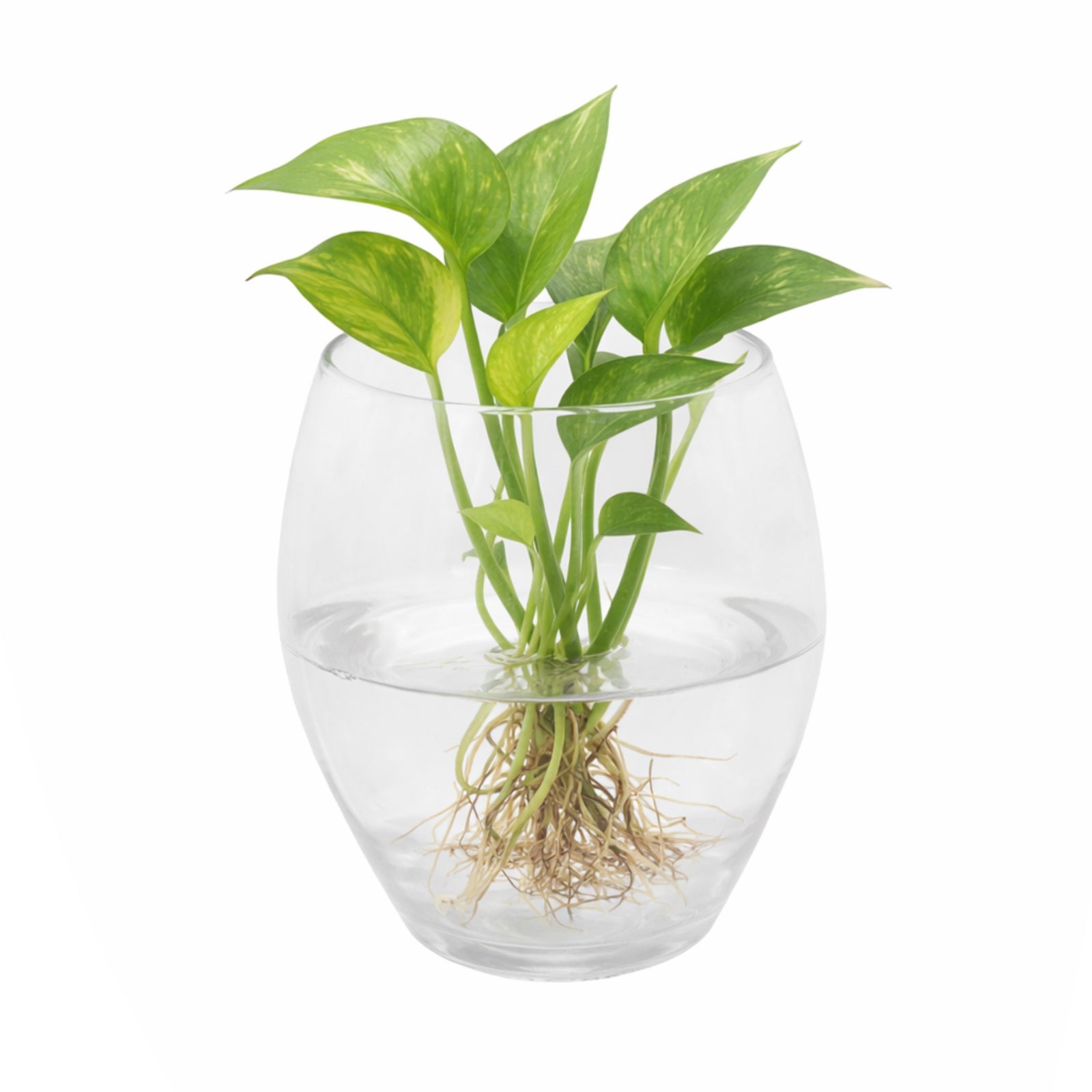 Eden 17cm clear glass bowl planter ideal for indoor plants, succulents and decorative home styling