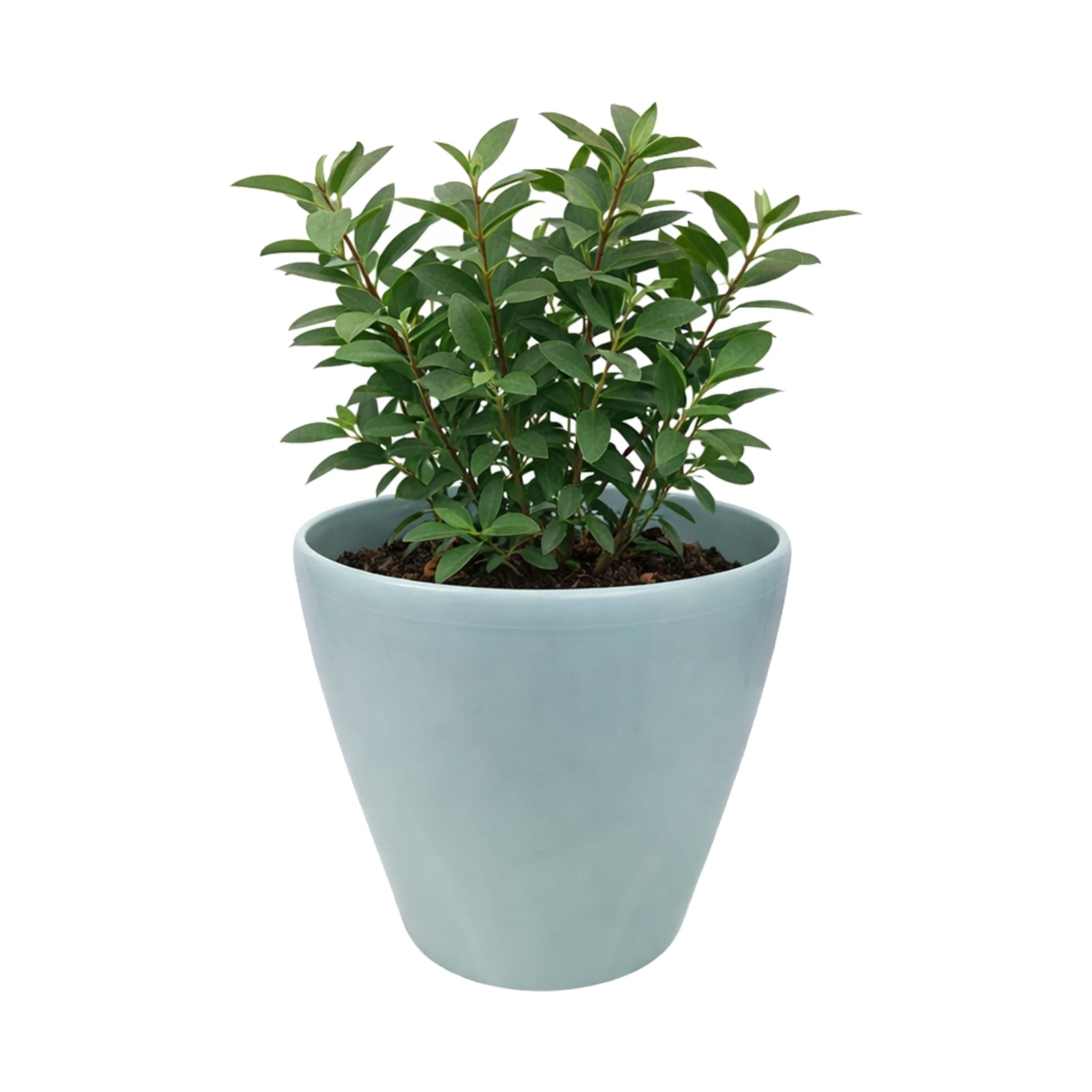 Eden 18cm blue round premium self-watering plastic pot for easy care indoor plants