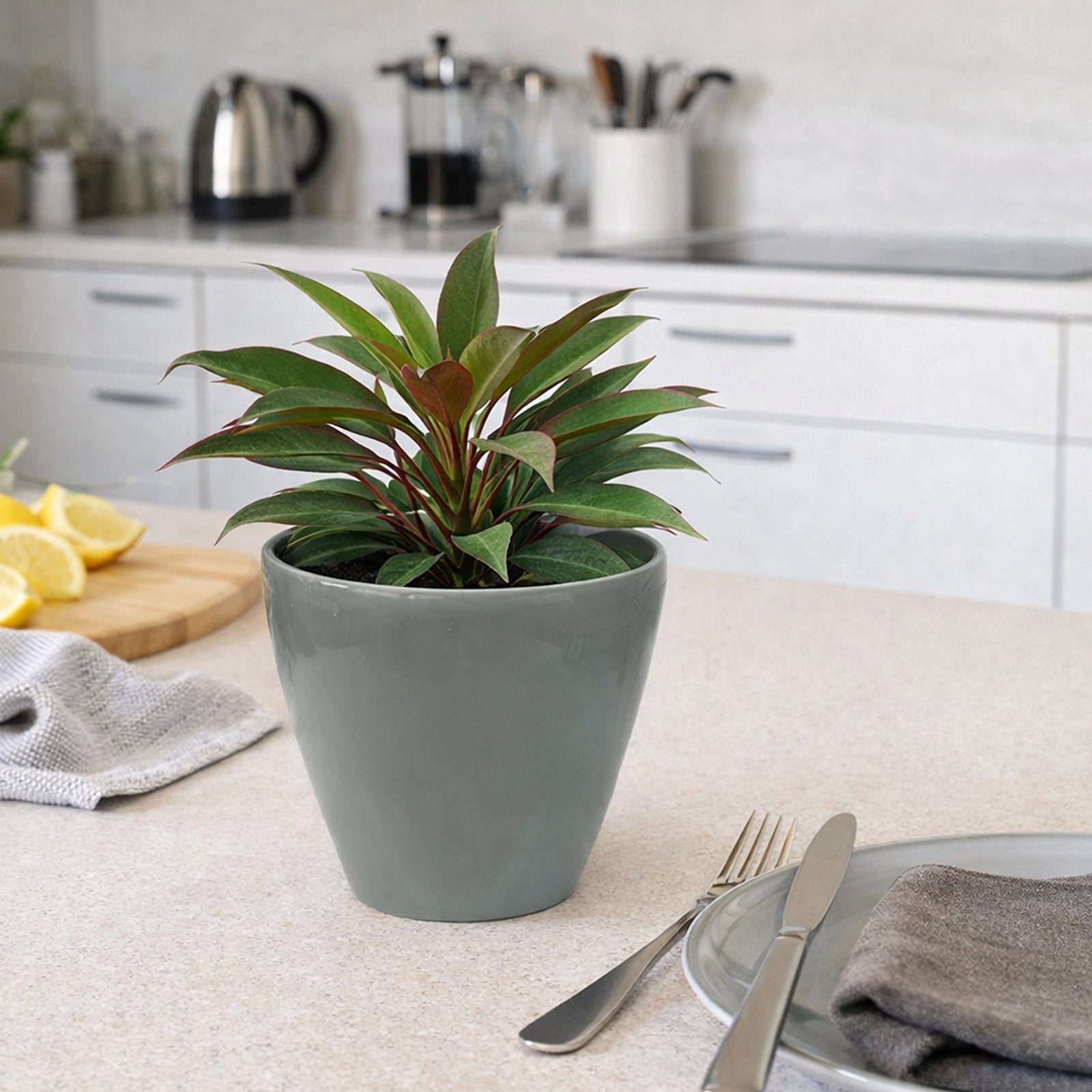 Eden 18cm sage round premium self-watering plastic pot for indoor plant care