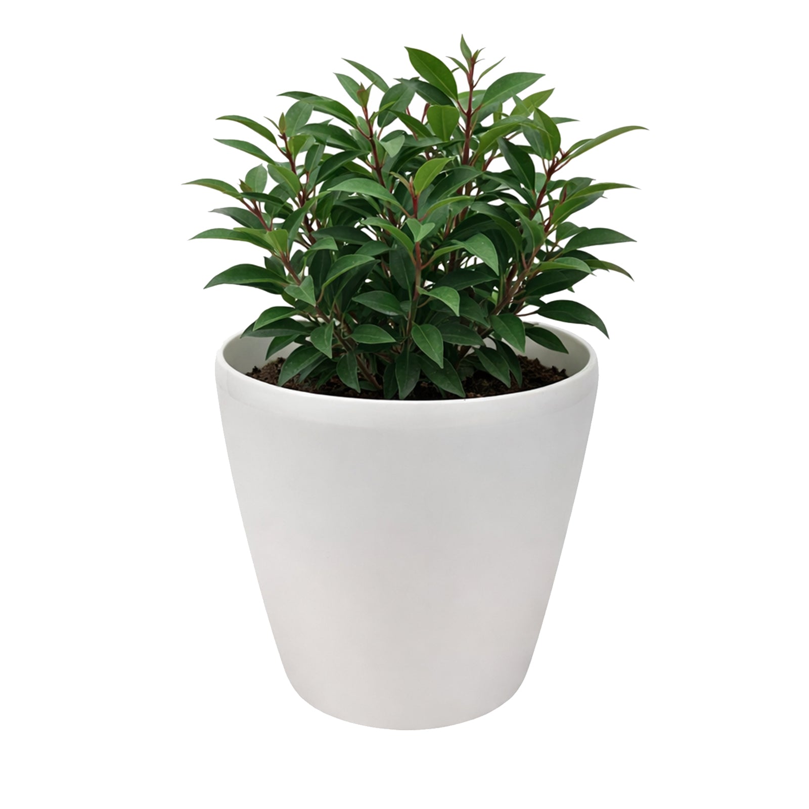 Eden 18cm warm white round premium self-watering plastic pot for easy care plants