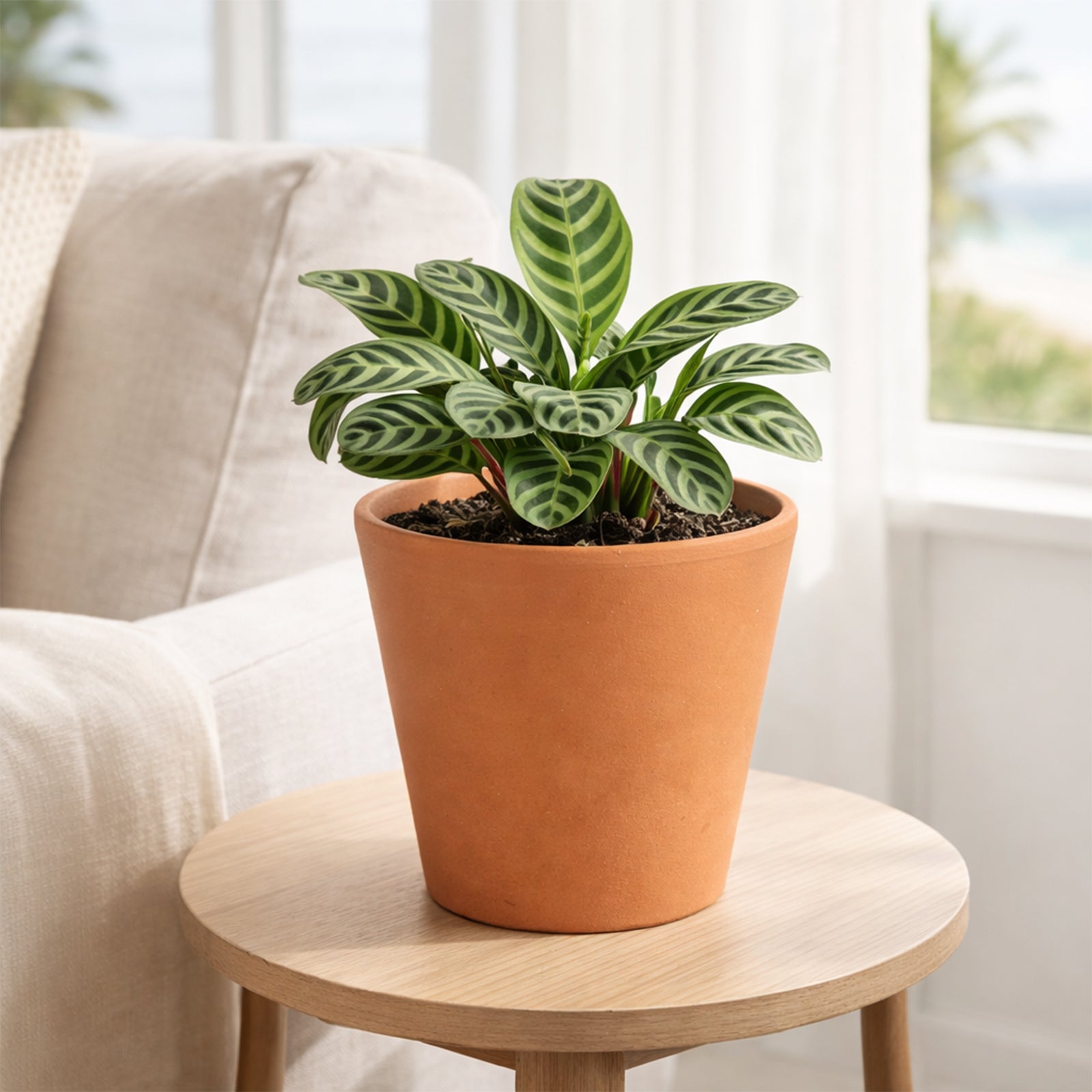 Eden 20X18.5cm Terracotta Cono Red Clay Pot