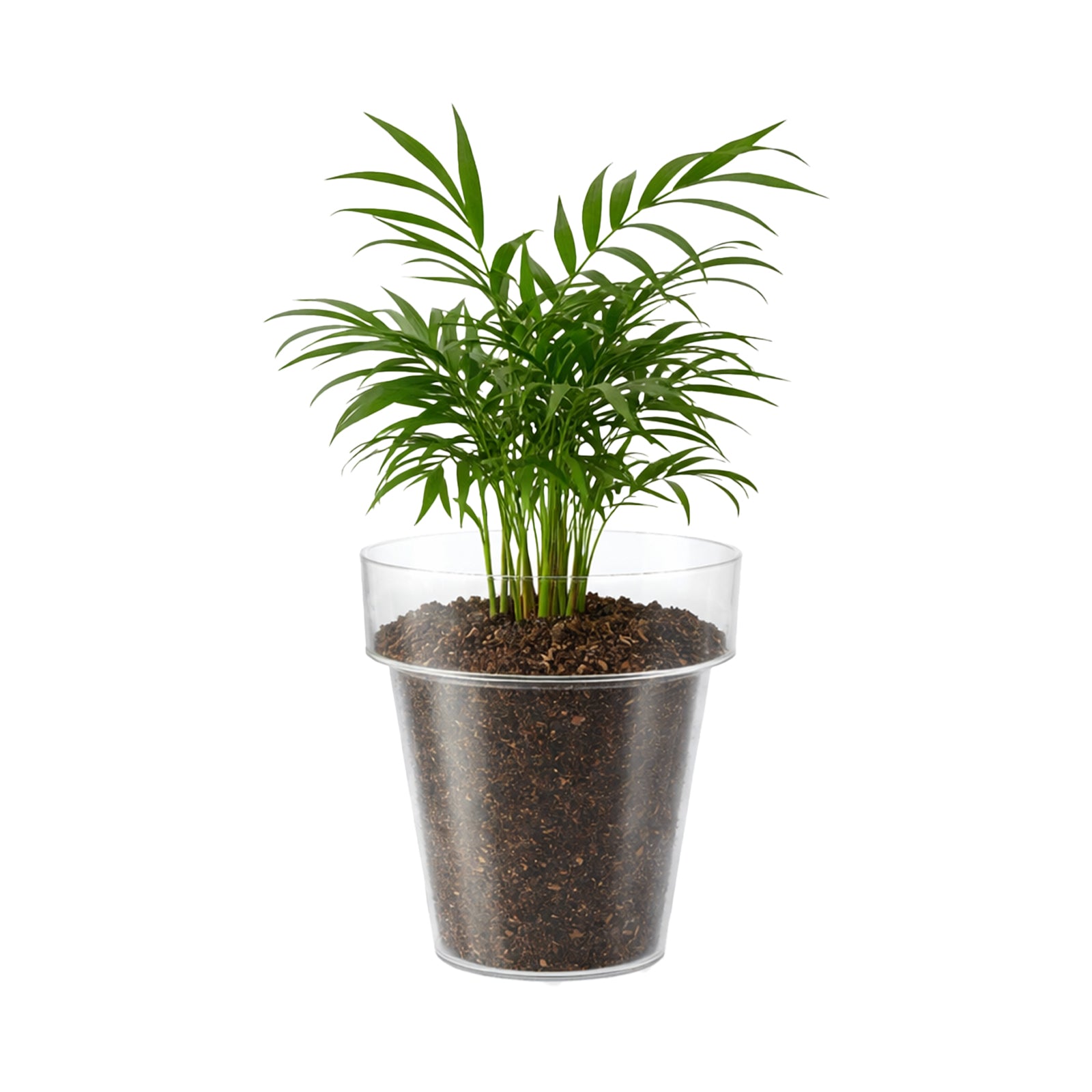 Eden clear plastic planter ideal for modern indoor plants and root visibility