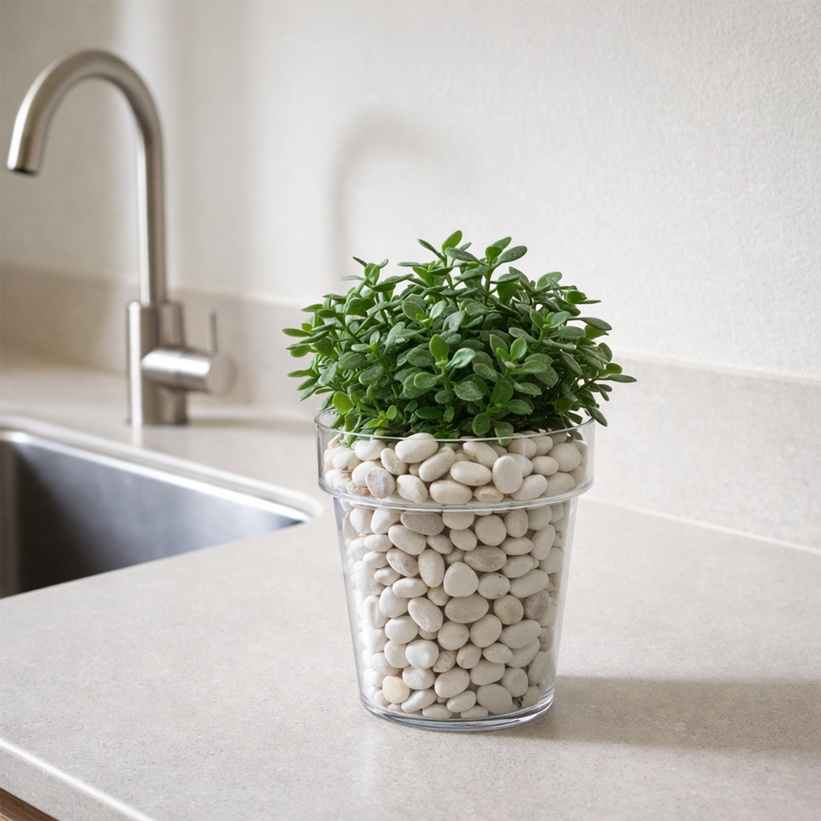 Eden clear plastic planter ideal for modern indoor plants and root visibility