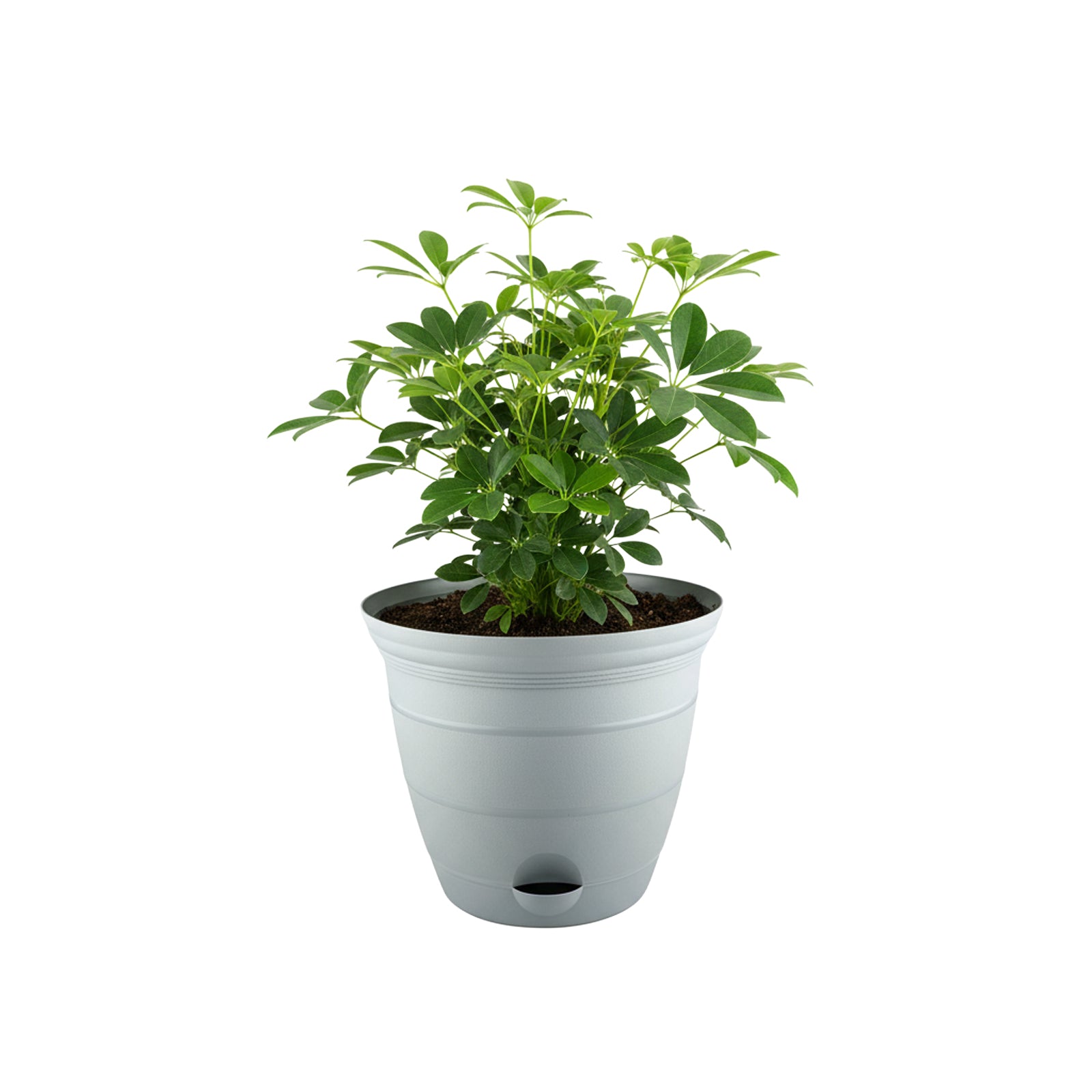 Eden 20cm grey Roman self-watering pot for indoor and outdoor use