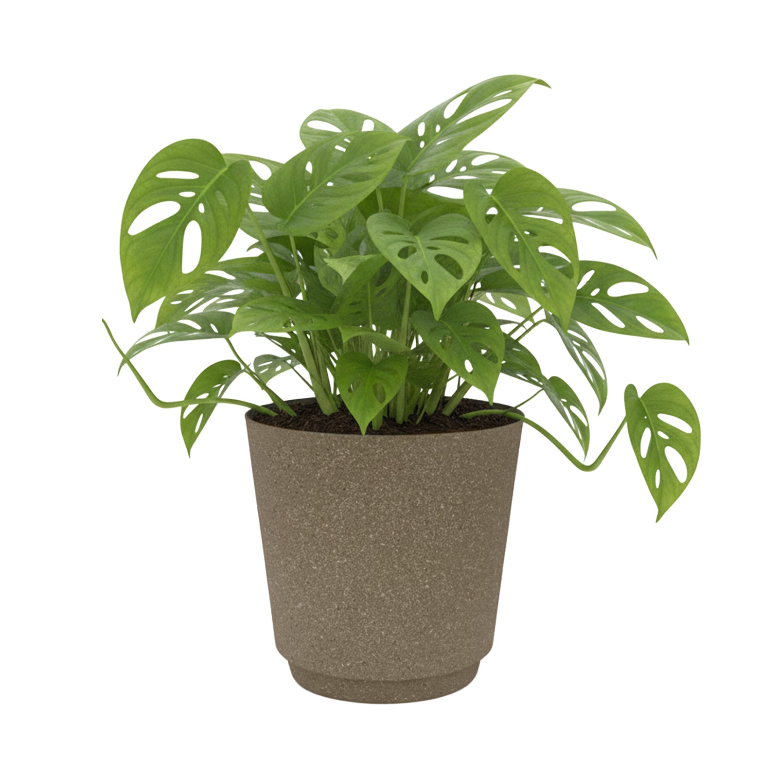 Eden 22cm brown stonelite self-watering planter for low-maintenance gardening
