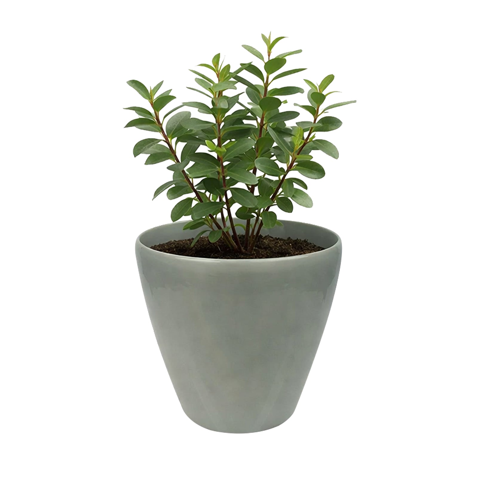 Eden sage green round self-watering plastic pot for modern indoor plant styling