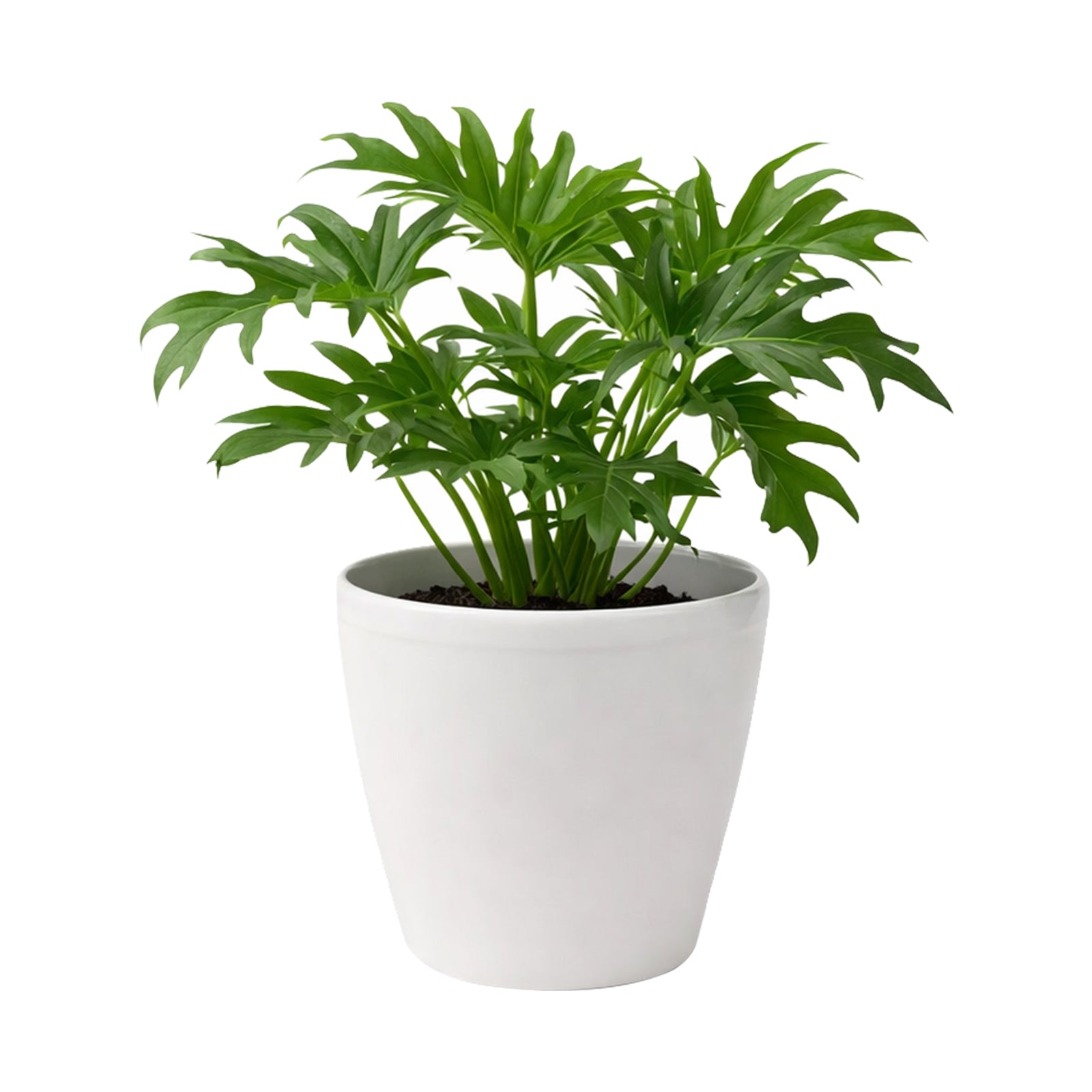 Eden warm white premium self-watering plastic pot for easy-care indoor plants
