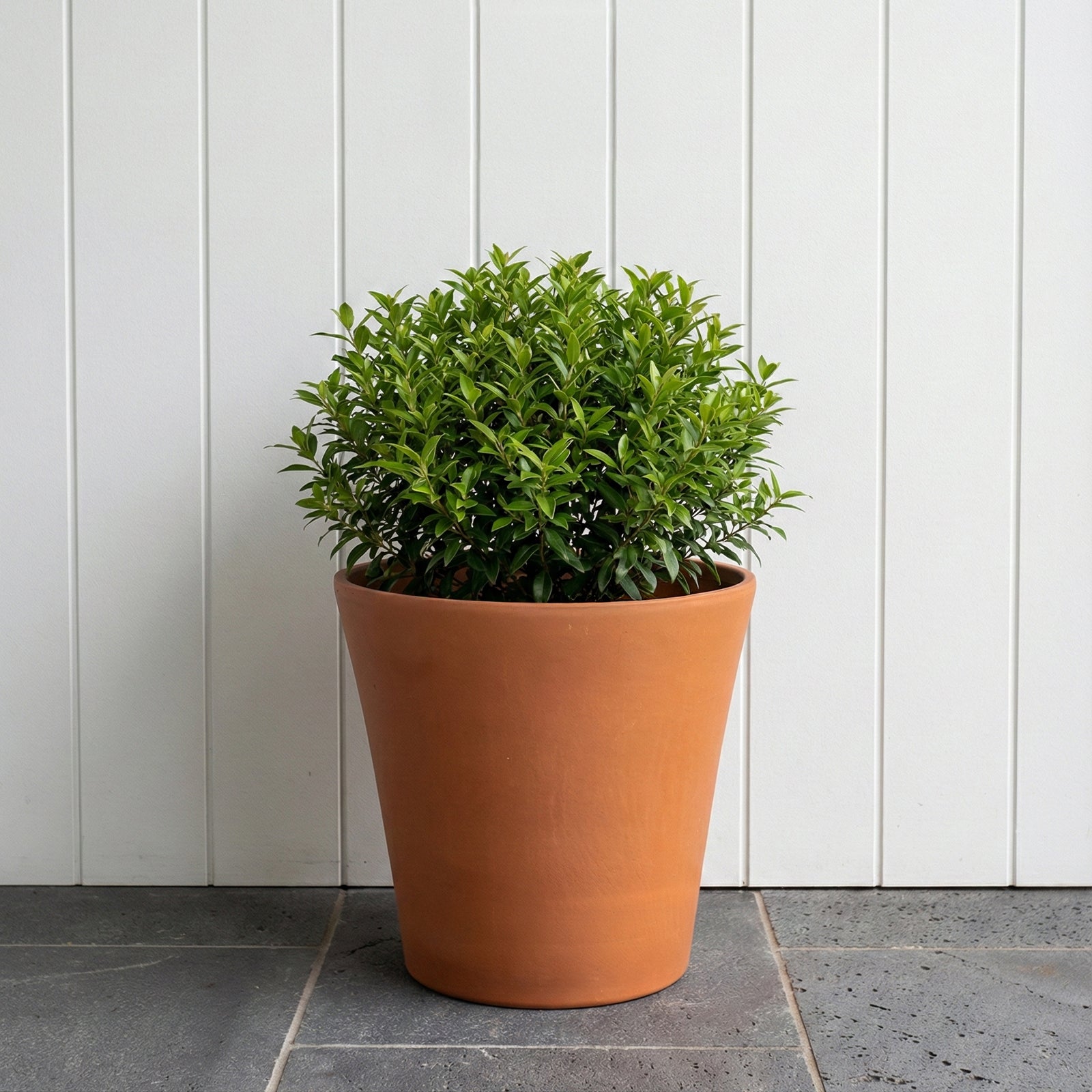 Eden 25X23cm Terracotta Cono Red Clay Pot
