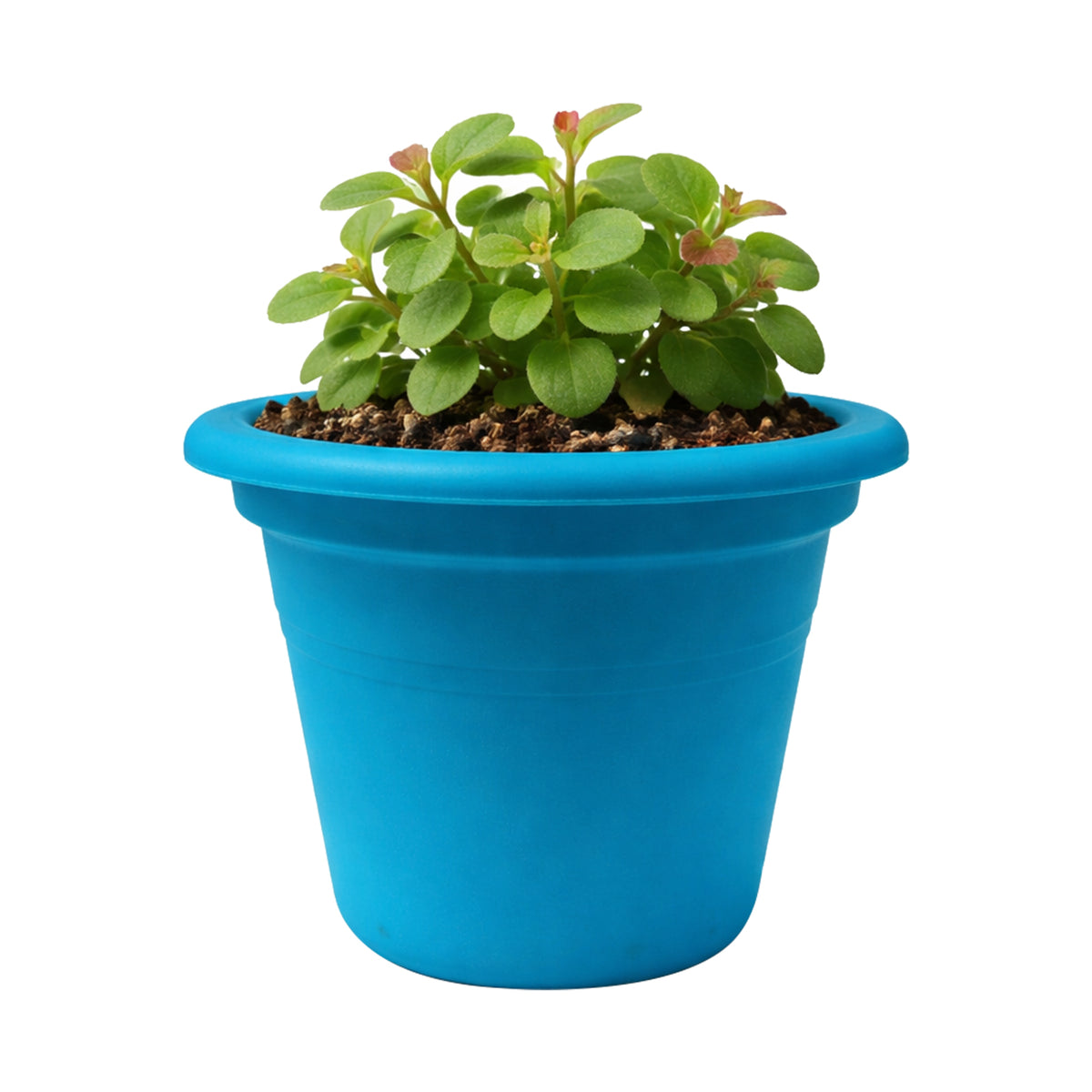 Eden aqua transparent cylinder planter for stylish indoor plants and orchids