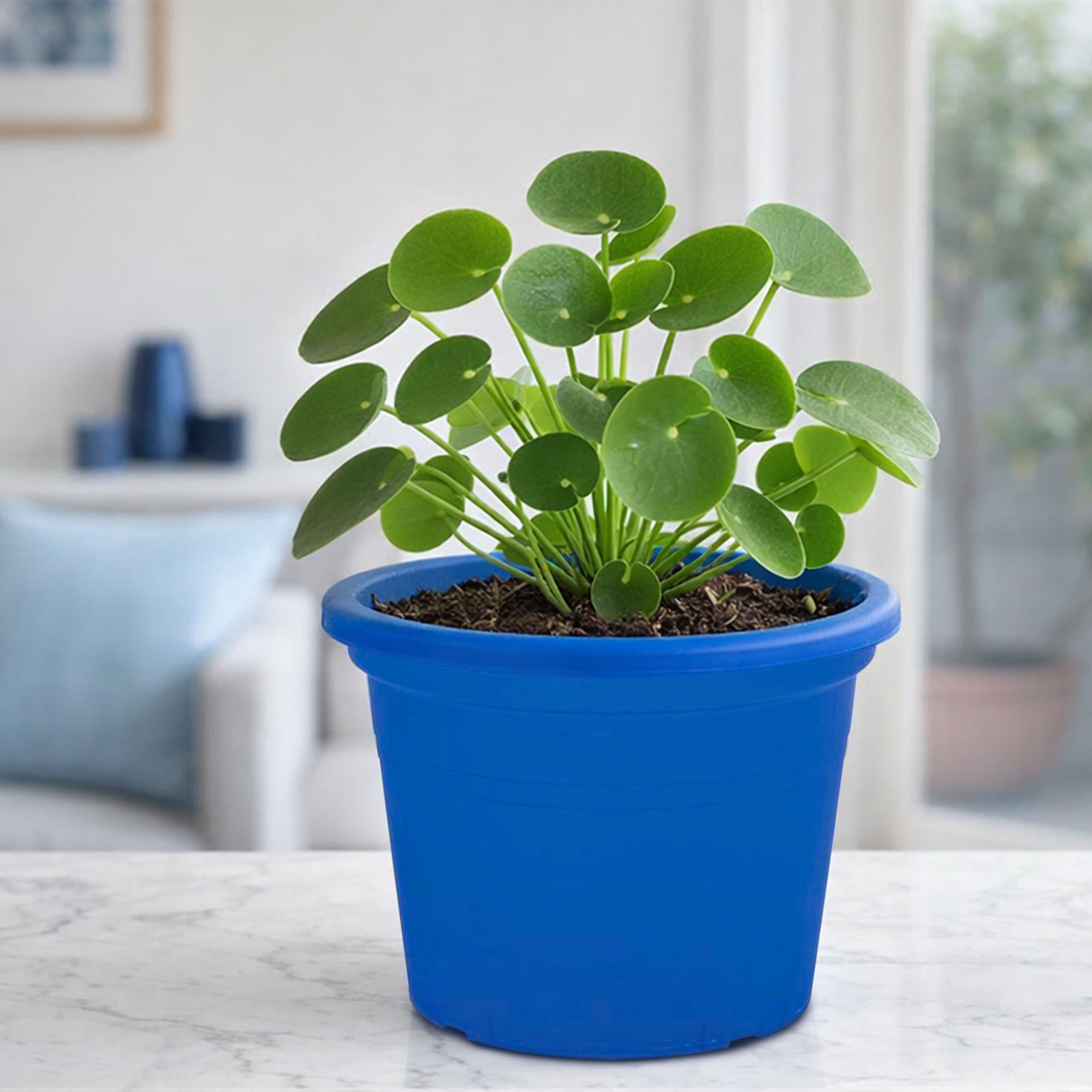 Eden blue transparent round cylinder planter for modern indoor plant display