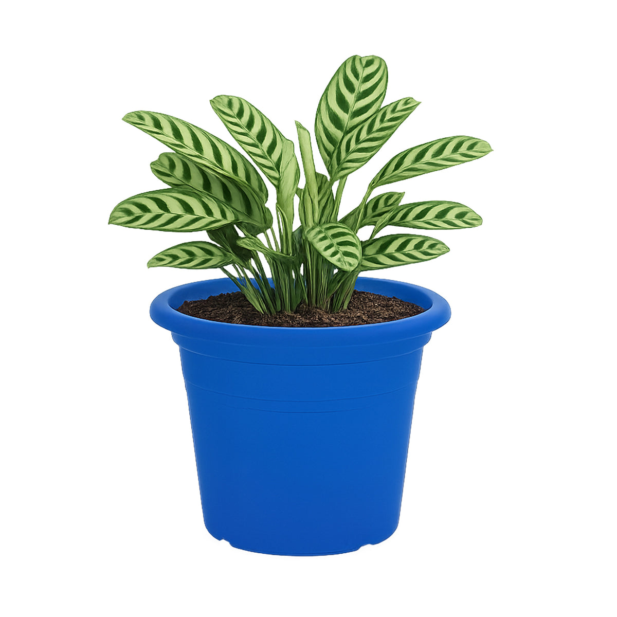 Eden blue transparent round cylinder planter for modern indoor plant display