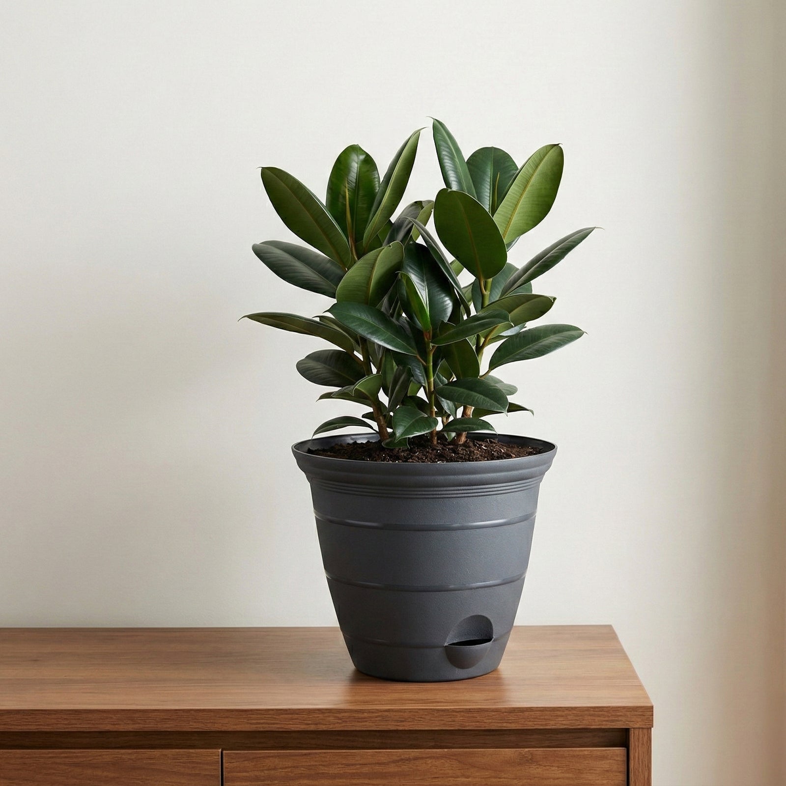 Eden charcoal Roman self-watering planter ideal for medium garden plants