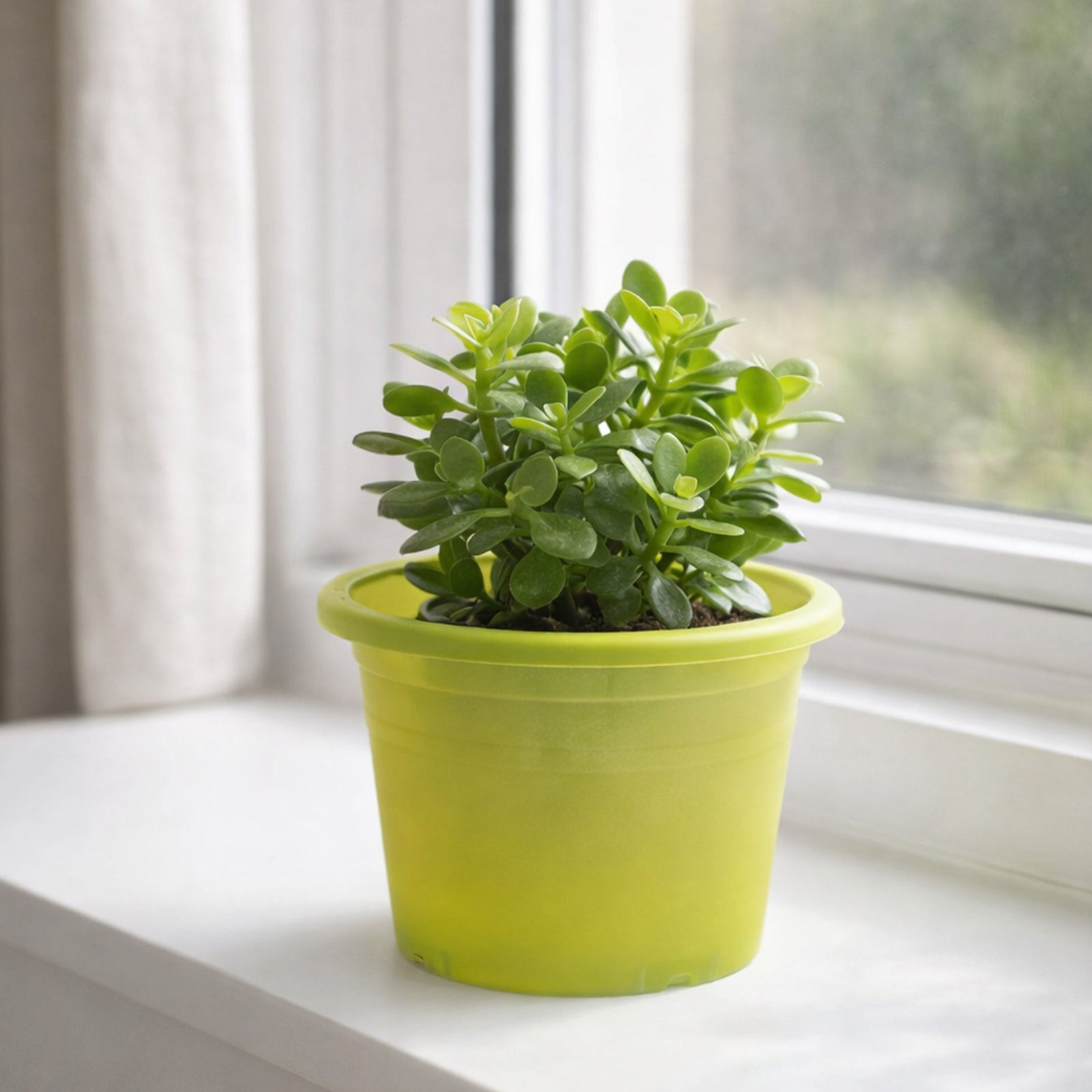 Eden green transparent cylinder planter ideal for indoor plants and herbs