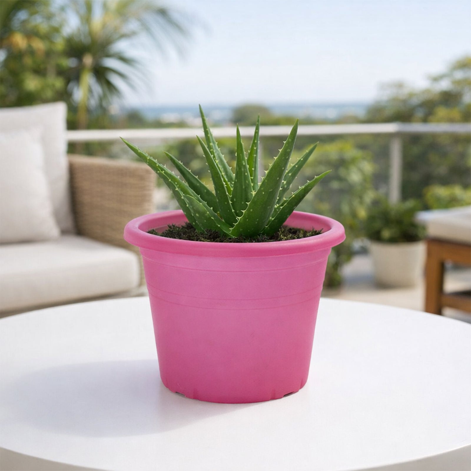 indoor plant eden Eden 25cm Red Round Transparent Cylinder Planter