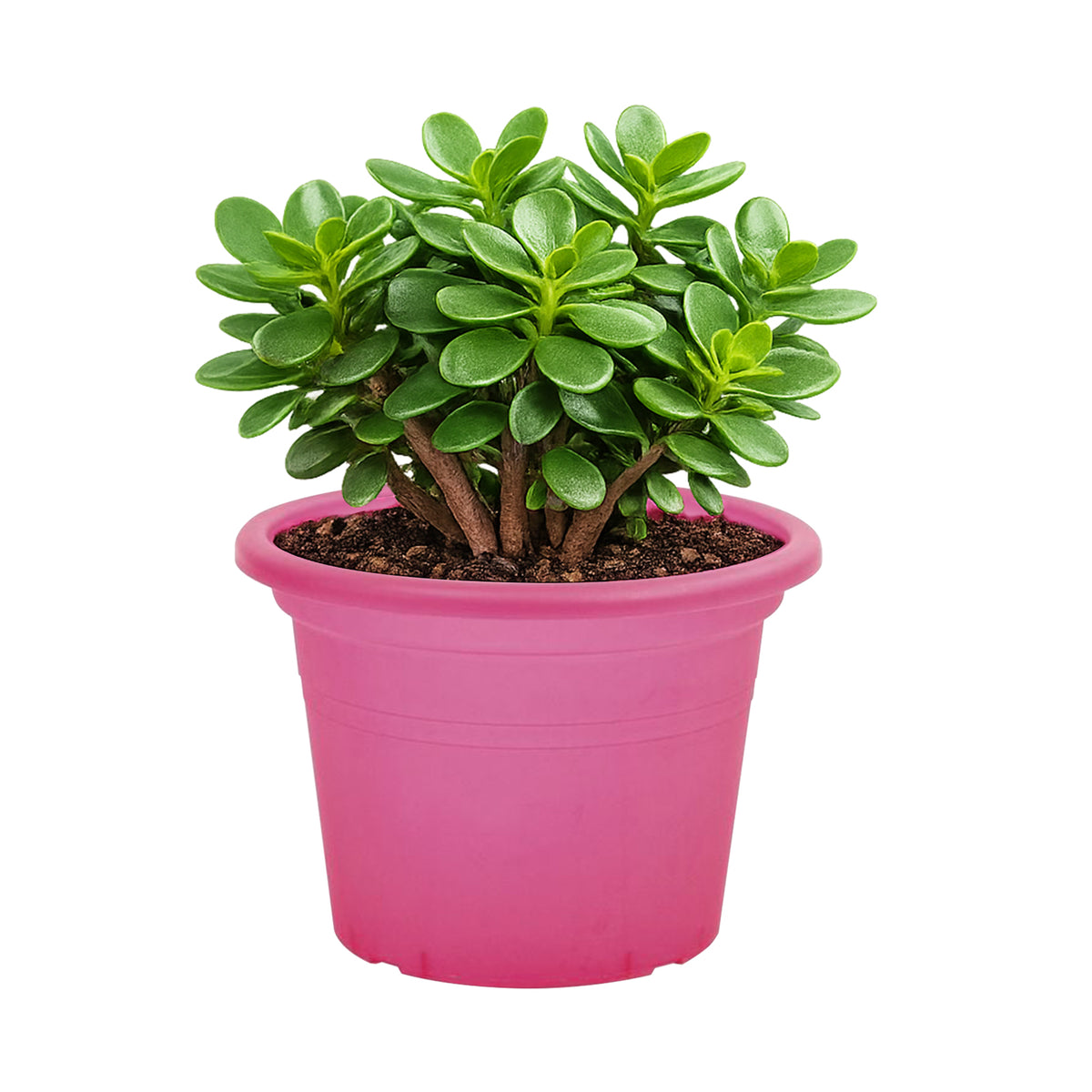Eden red transparent cylinder planter for colourful indoor plant styling
