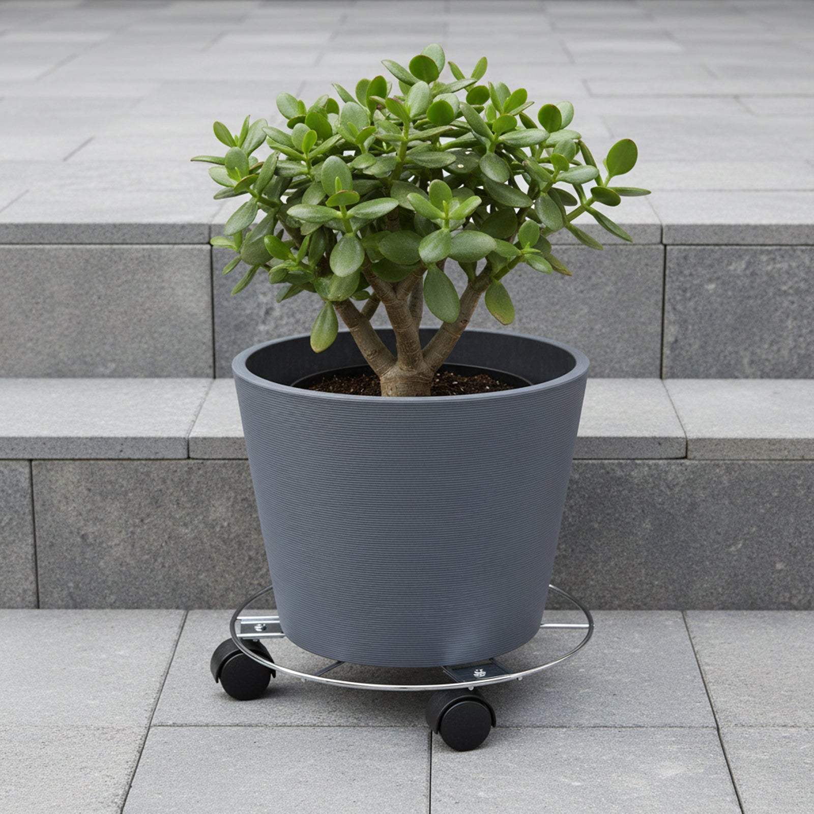 Eden 25cm round pot plant trolley for easy movement of indoor and outdoor planters